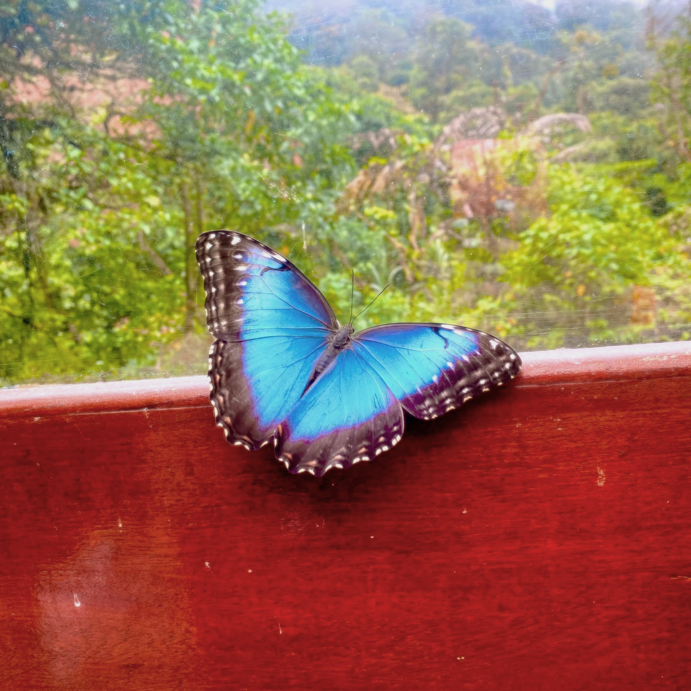 A vibrant blue butterfly perched on the edge of a wooden surface, with a blurry green landscape of trees and hills in the background through a window.