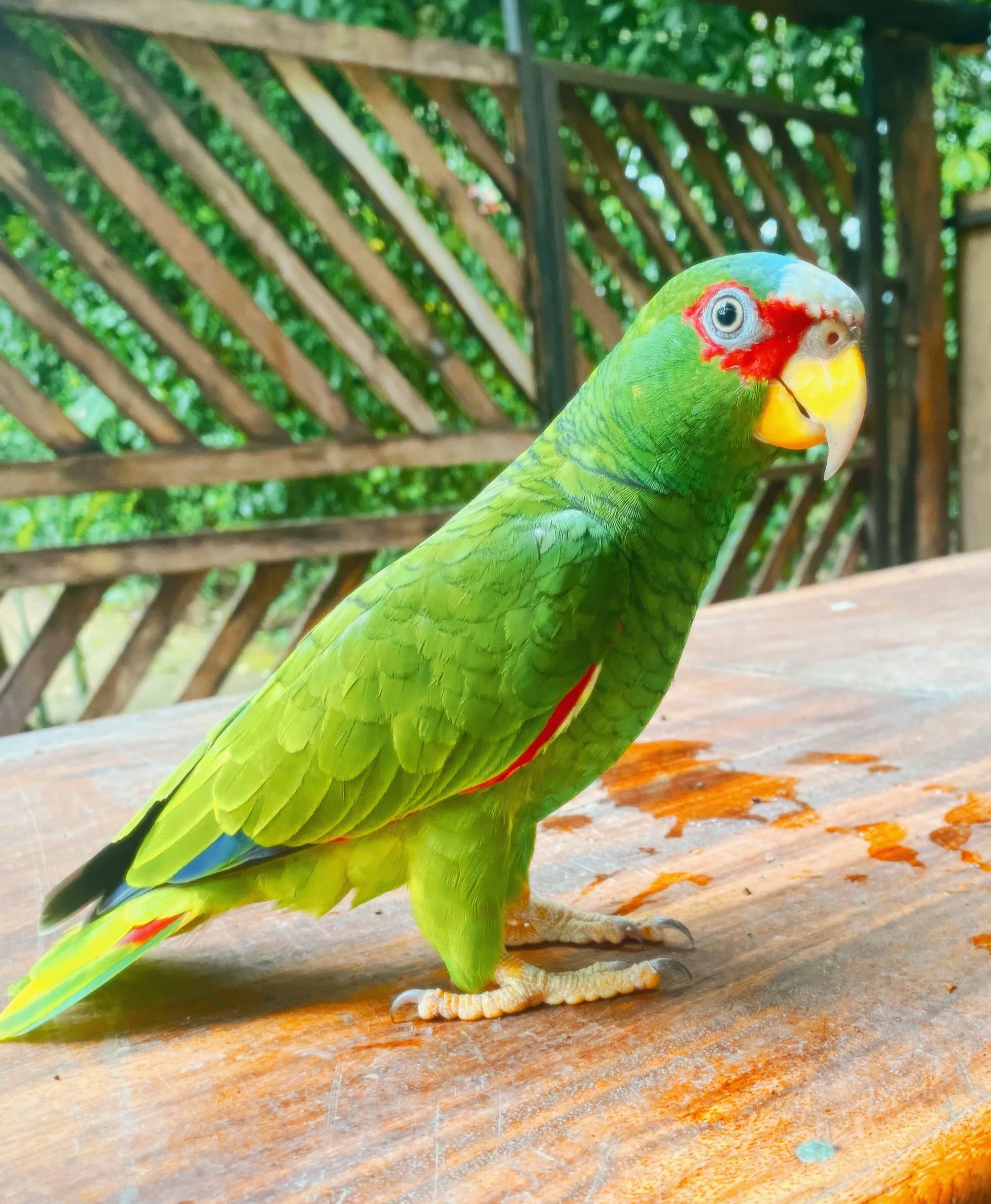 Close-up of a green parrot with red markings around its eyes and on its beak, standing on a wooden surface with a blurred background of a fenced outdoor area.
