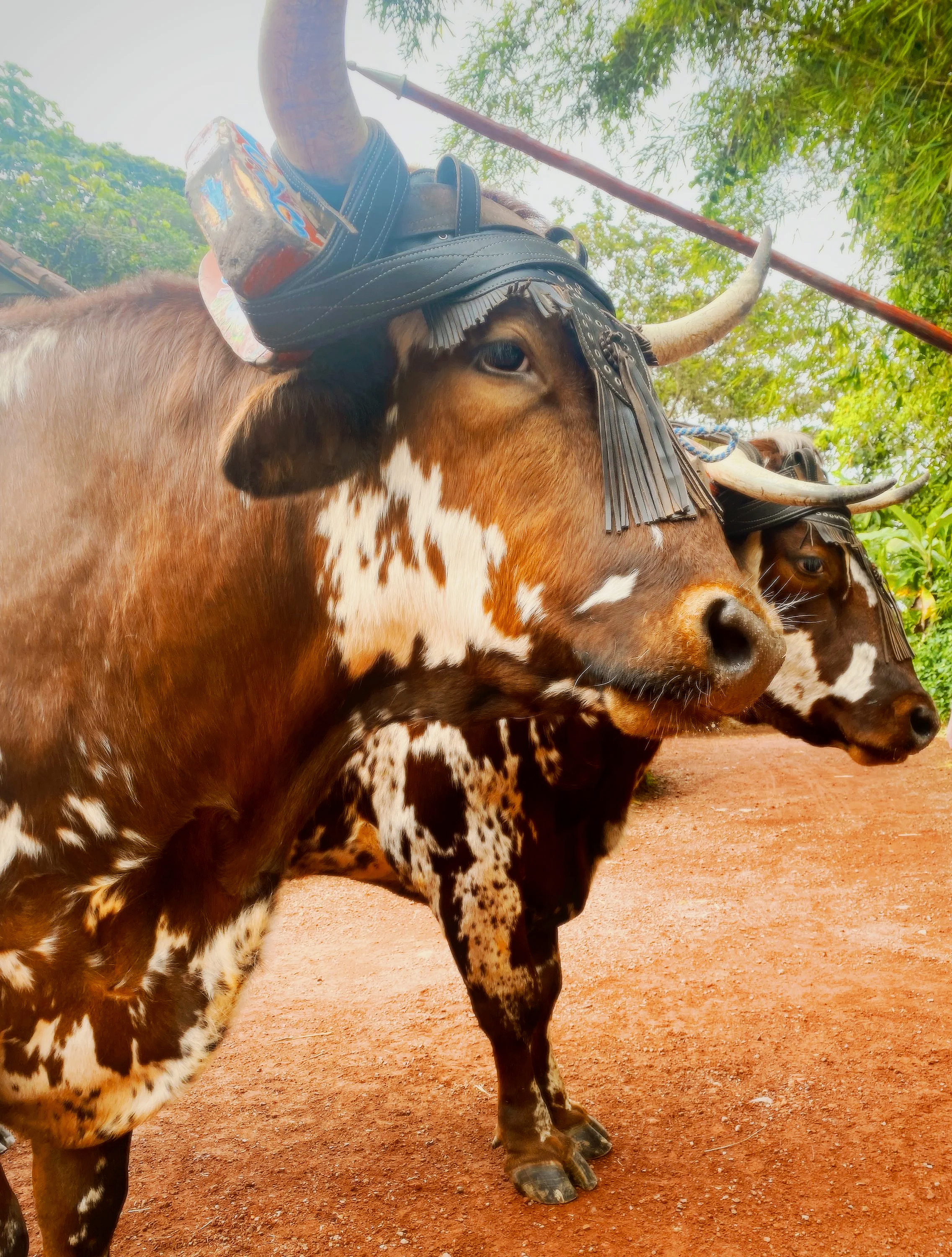 Close-up of two yak cows with brown and white fur, adorned with leather harnesses and decorative headgear, standing outdoors on a dirt ground with green trees and sky overhead.