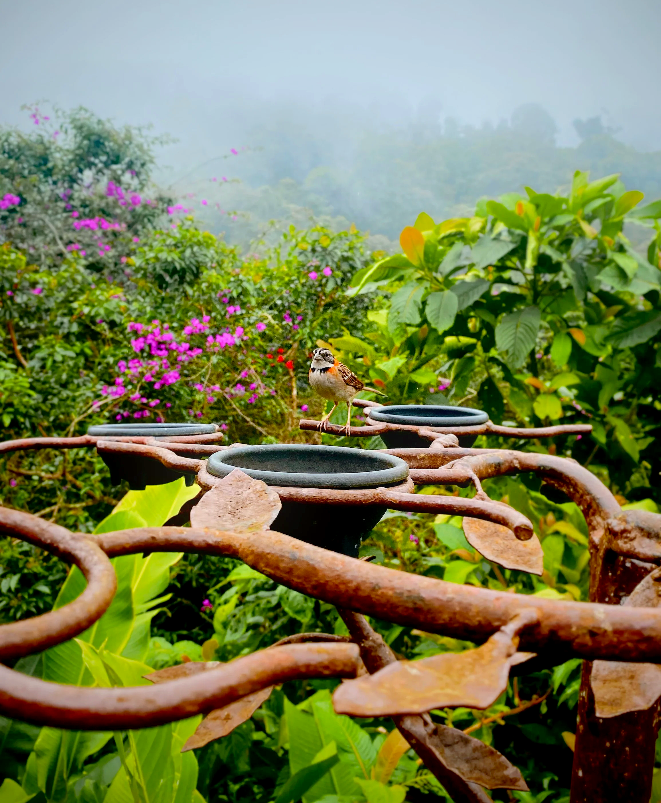 A small bird perched on a rusty metal fence in a lush, green garden with blooming pink flowers and a foggy background.