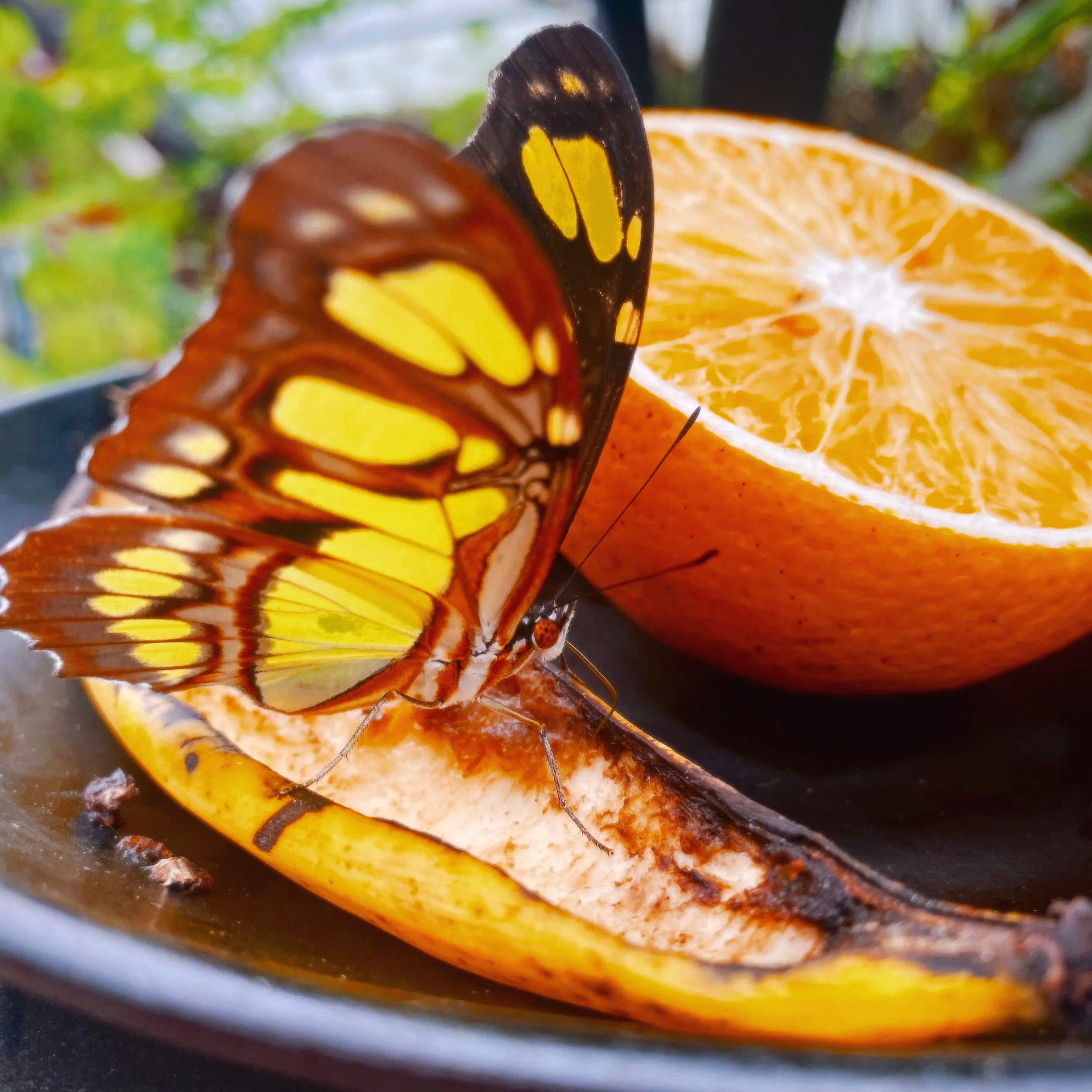 A butterfly is resting on the edge of a sliced orange with a blurred green background.