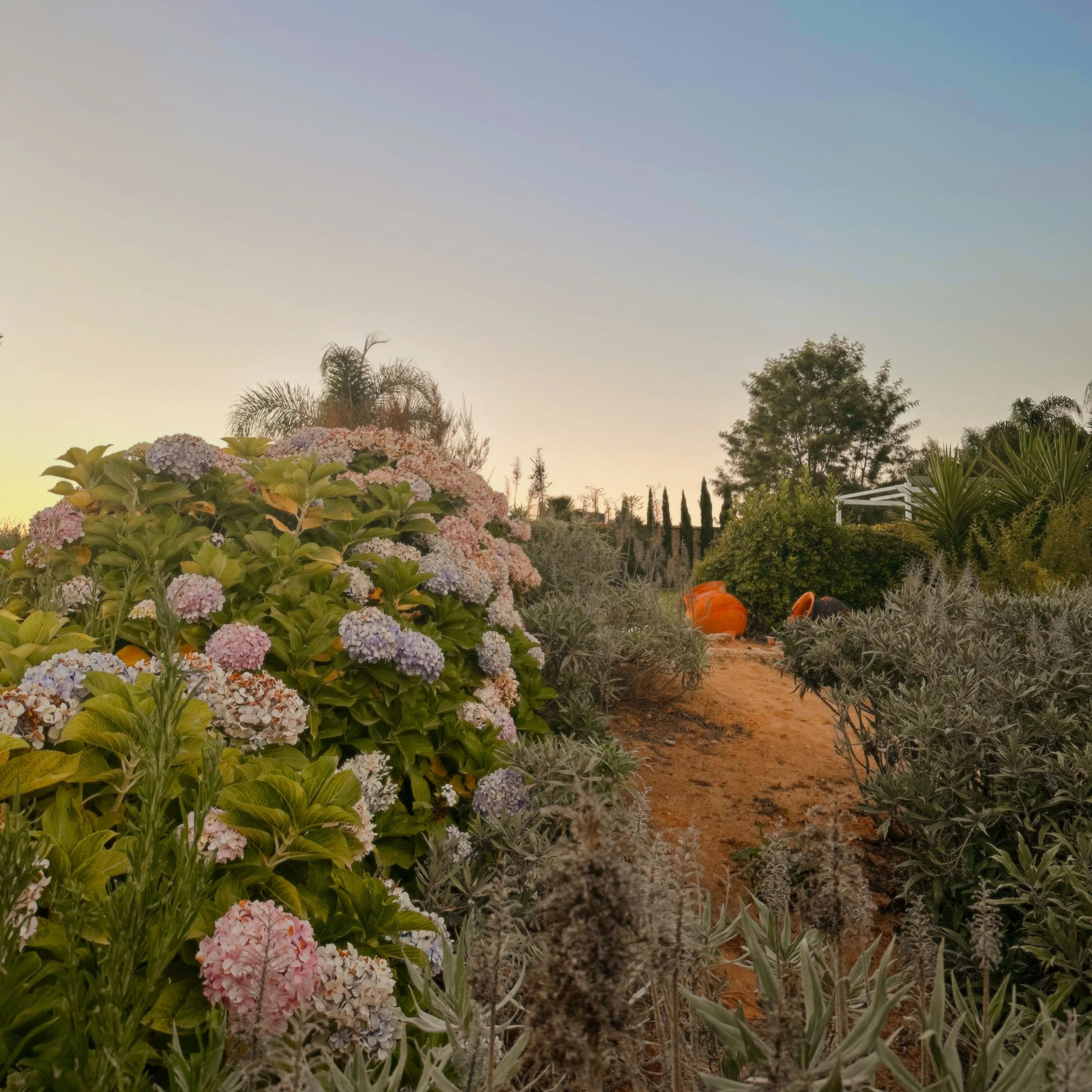 A garden with various flowering plants, including pink and purple hydrangeas, orange pumpkins, and silvery-gray foliage under a clear evening sky.