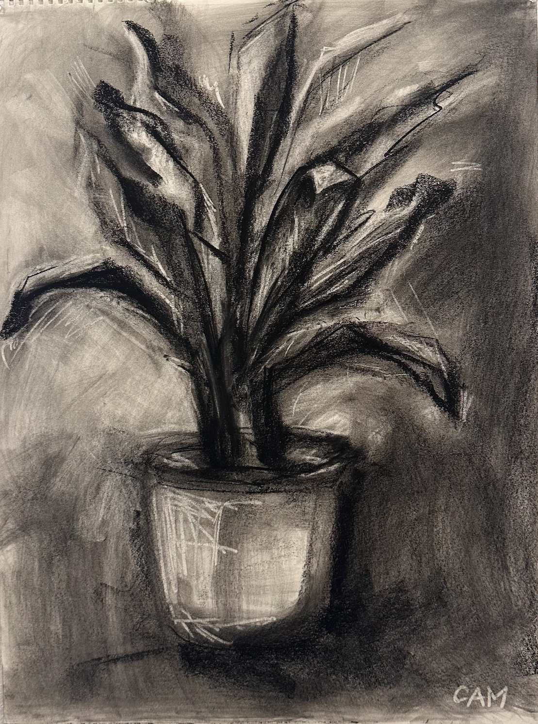 Charcoal sketch of a potted plant with large leaves in a simple pot, signed 'CAM' in the bottom right corner.