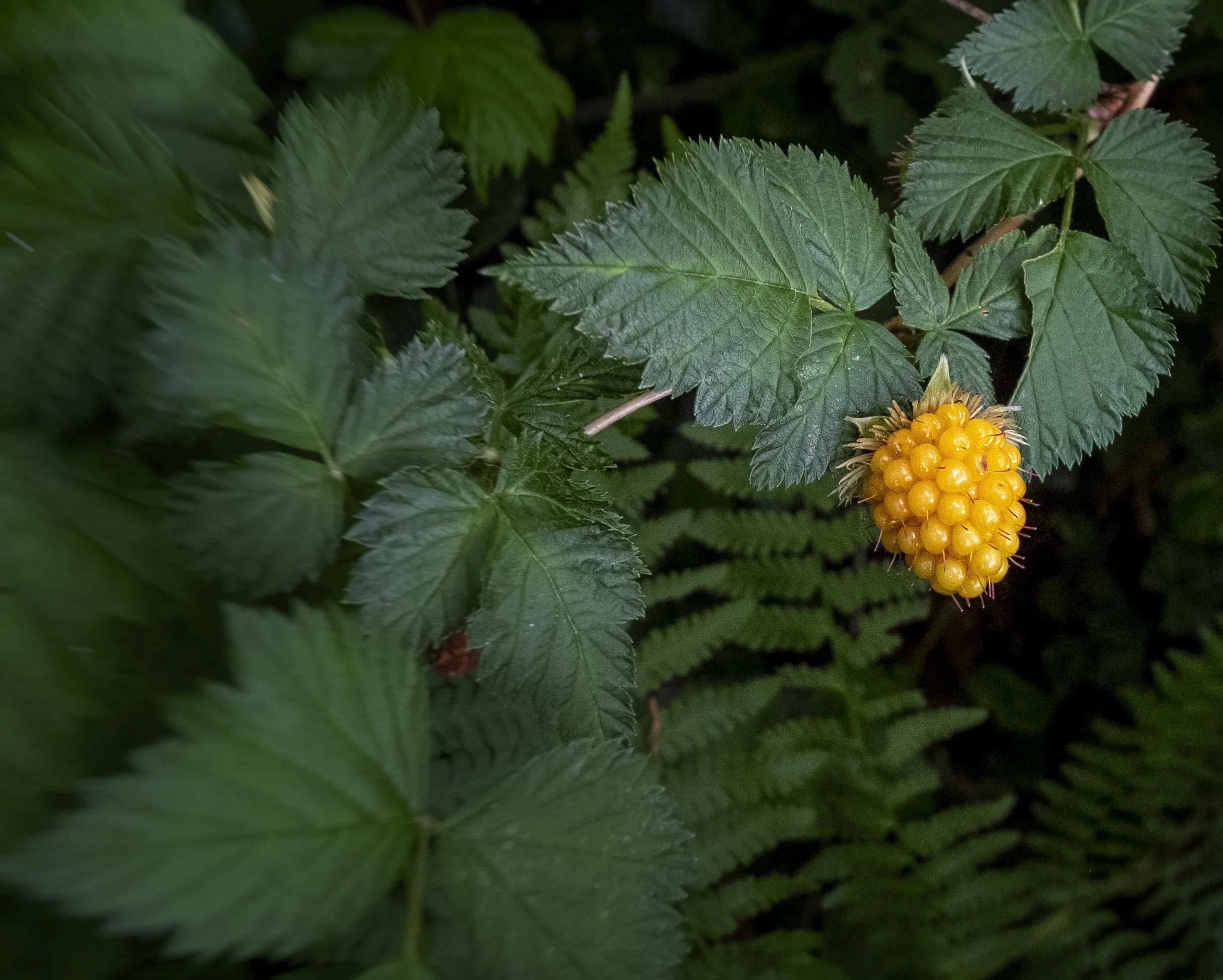 A ripe orange salmonberry on the branch in a Pacific Northwest forest.