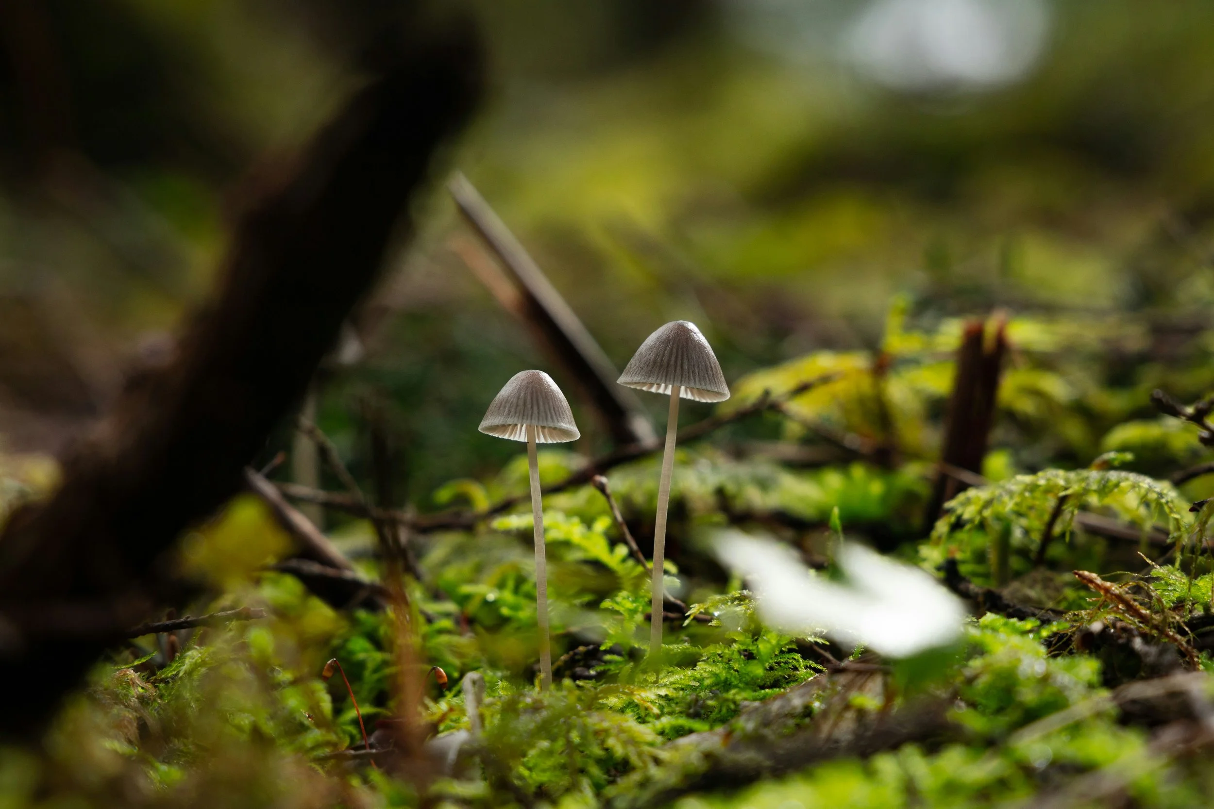Two small mushrooms growing on vivid green moss