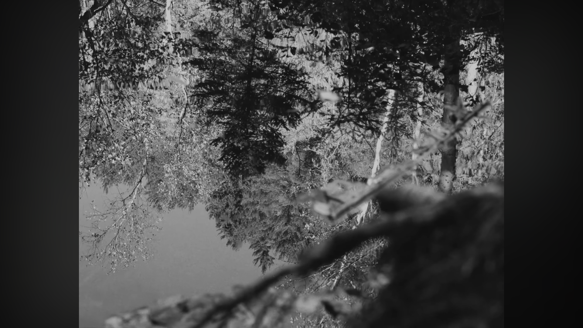Reflet dans l'eau d'arbres en forêt, en noir et blanc.