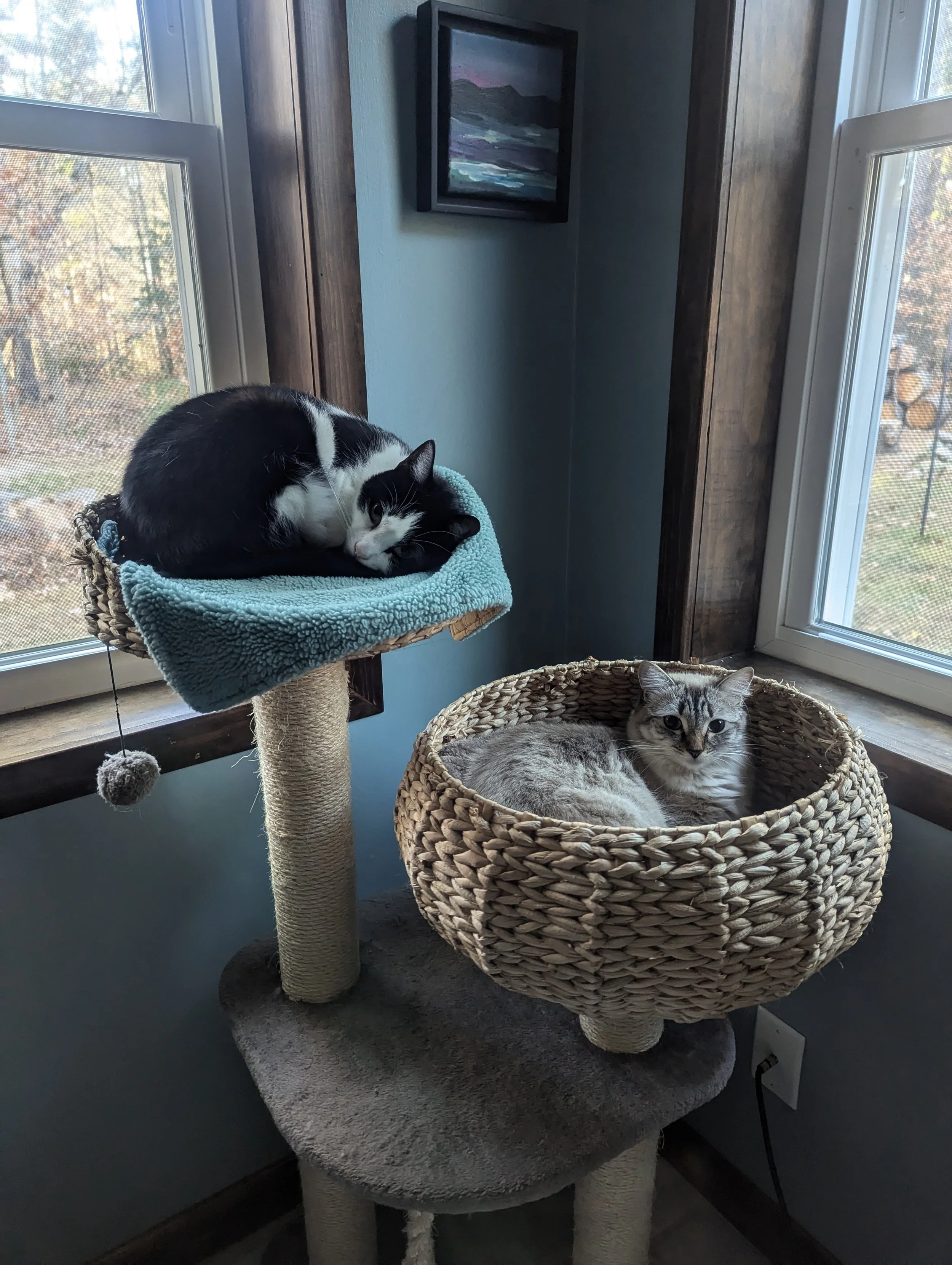 A black and white cat curled up on a blue blanket on a cat tree perch, and a grey tabby cat lying in a woven basket, near two large windows with a view of trees and logs outside.