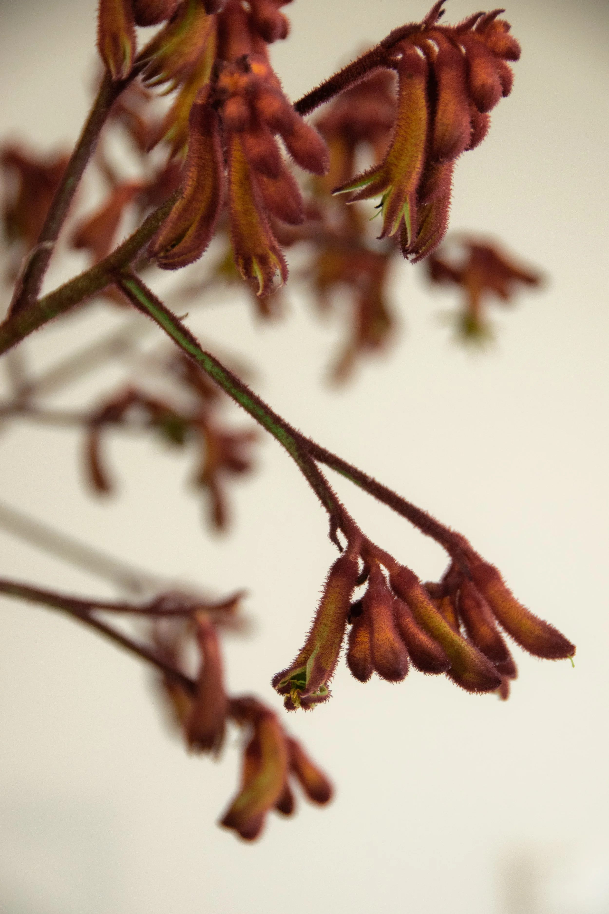 Close-up of sculptural red floral branch detail