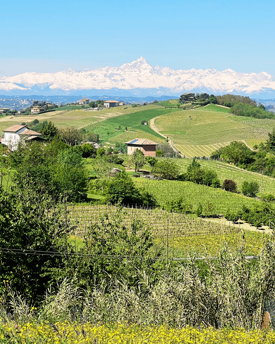 Scenic view of rolling green hills, vineyards, houses, and trees with snow-capped mountains in the background under a clear blue sky.