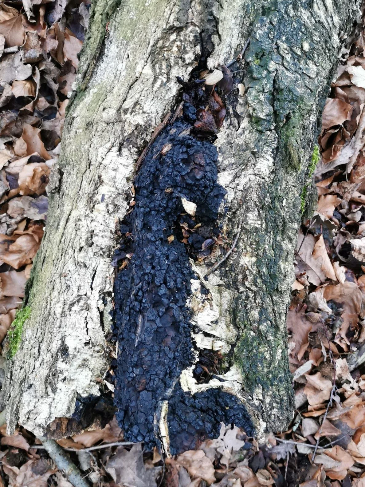 Chaga - Xanthochus Obliquus.jpg