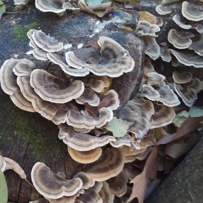 Schmetterlingstramete_Trametes_versicolor.jpg