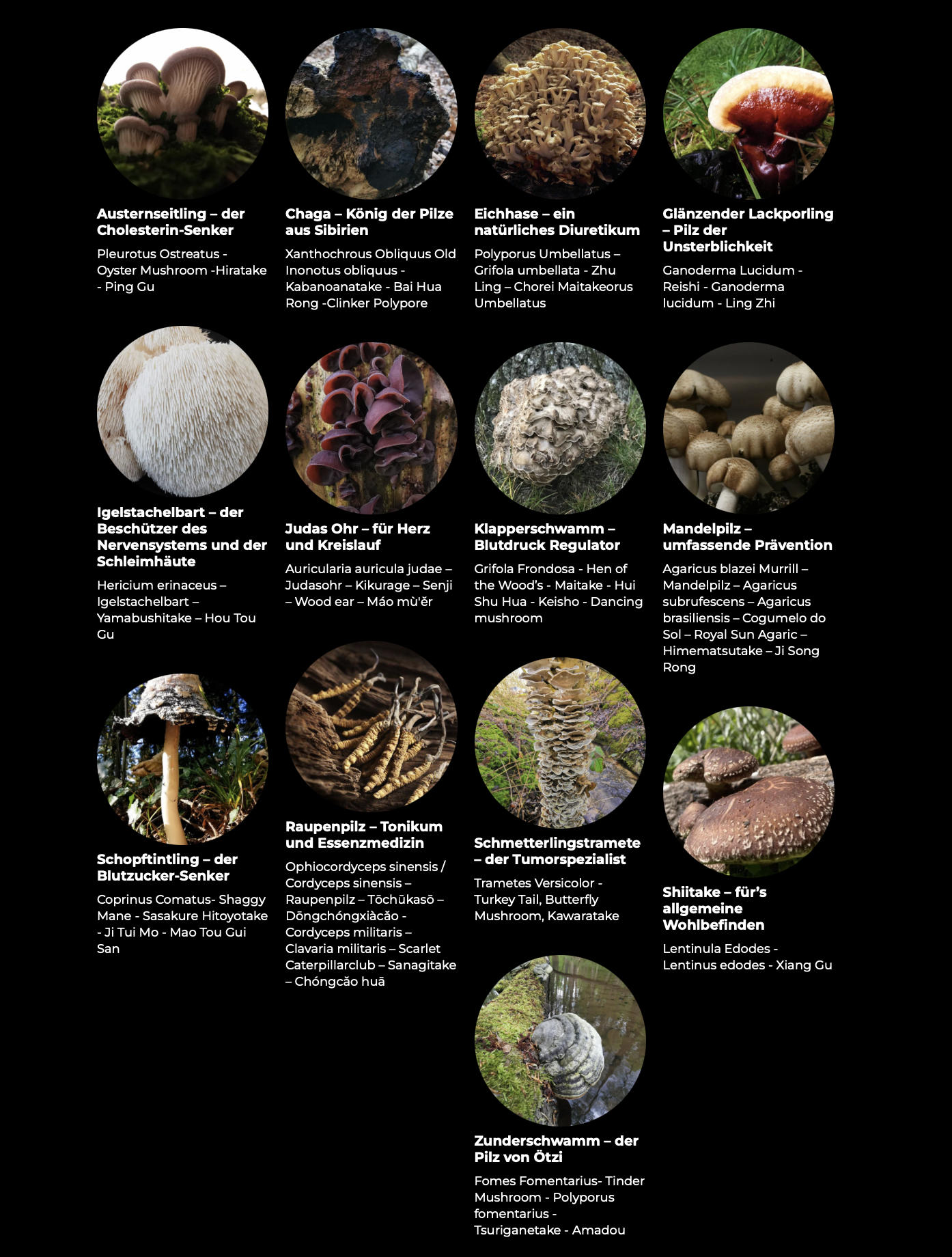 Mycoverse Pilz-Lexikon