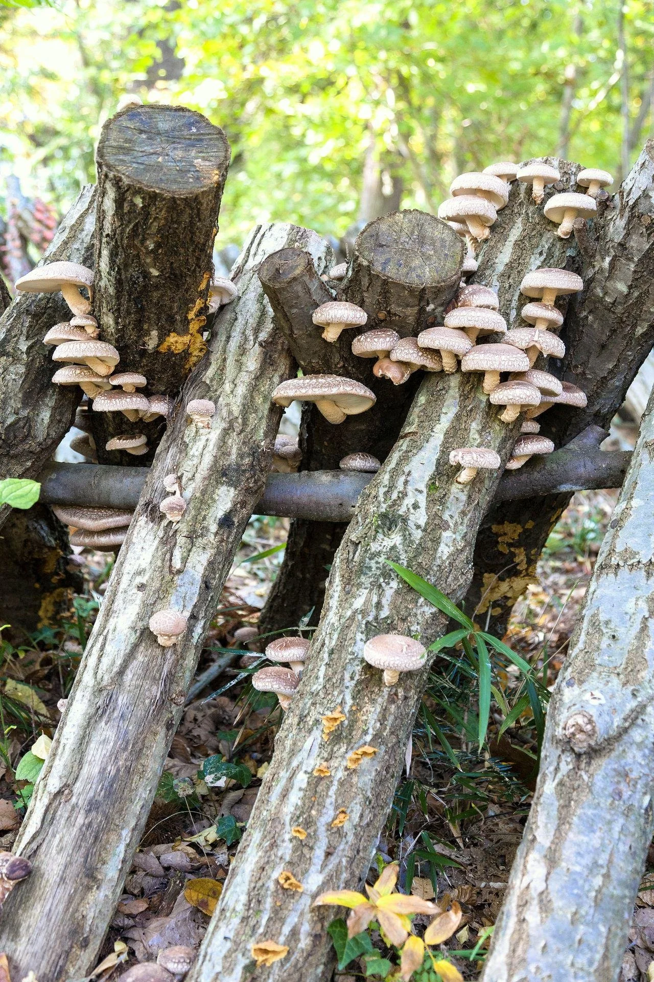 Shiitake_Log_Lentinula_edodes.jpg