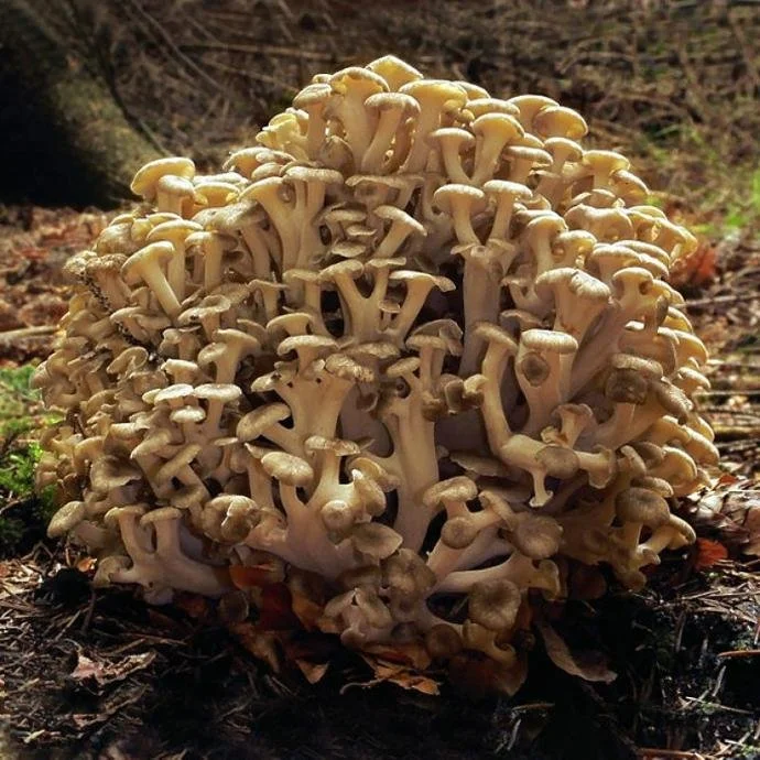 Eichhase-Polyporus-umbellatus.jpg
