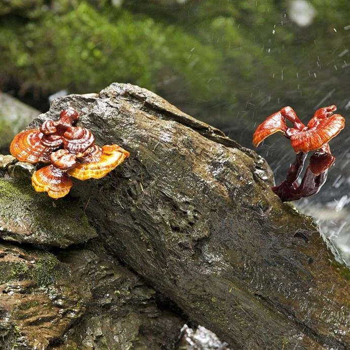 Ganoderma_lucidum_Reishi_Baumstamm.jpg