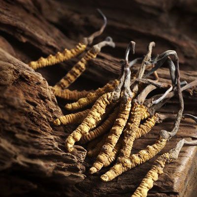 Raupenpilz_cordyceps.jpg