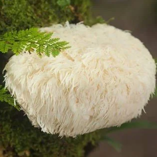 Igelstachelbart_Hericium_erinaceus_1.jpg