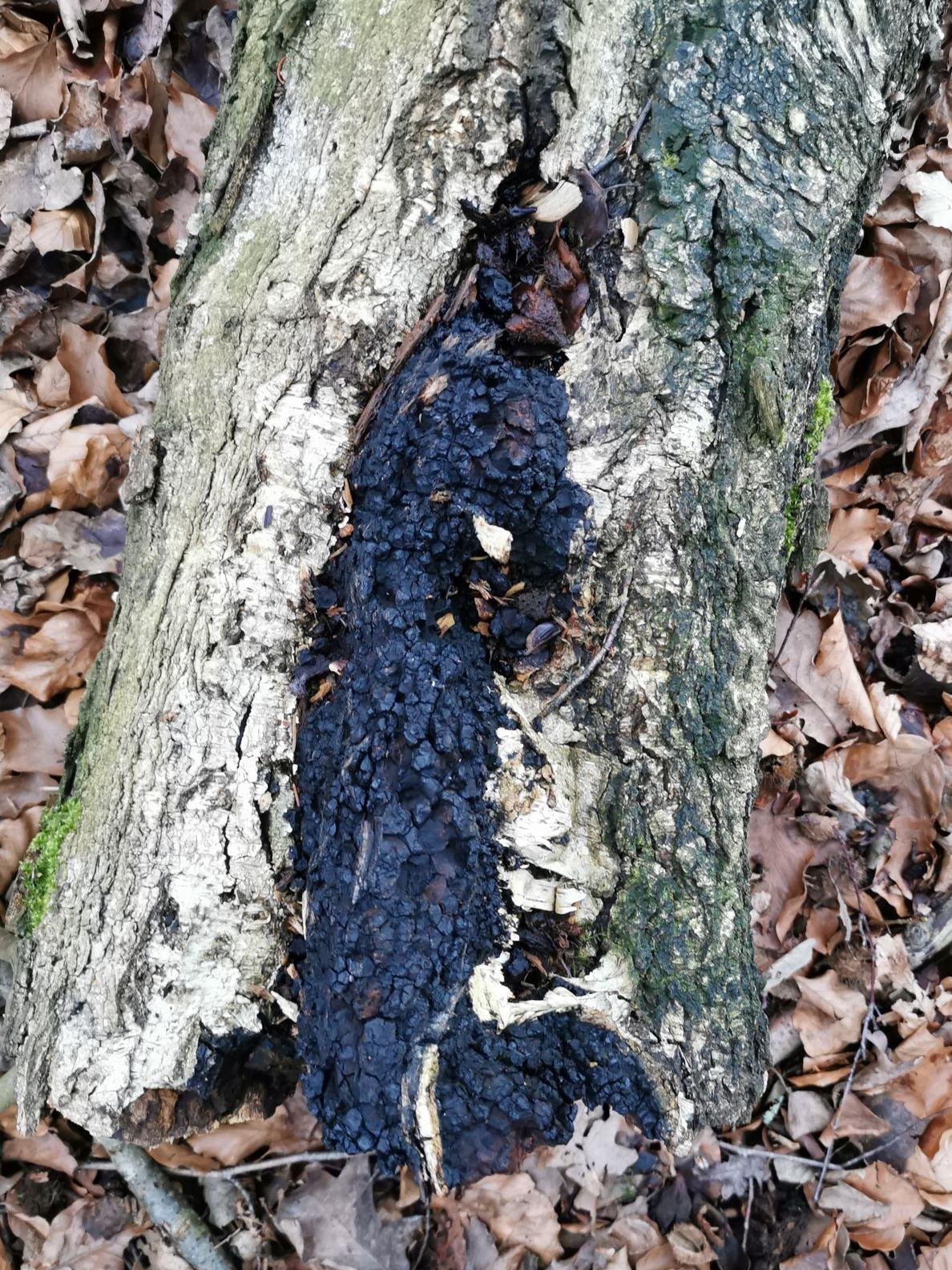 Chaga - Xanthochus Obliquus.jpg