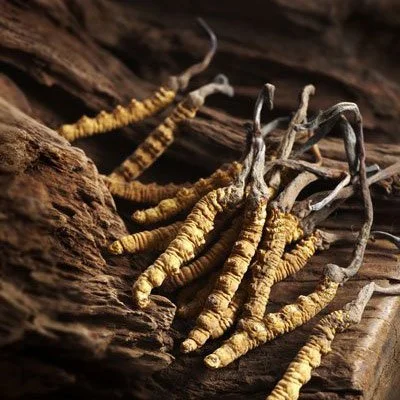 Raupenpilz_cordyceps.jpg