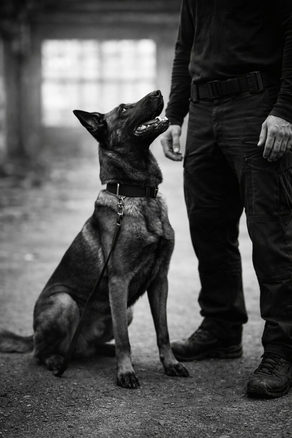 Schutzdiensttraining mit Hund und Fokus auf Kontrolle