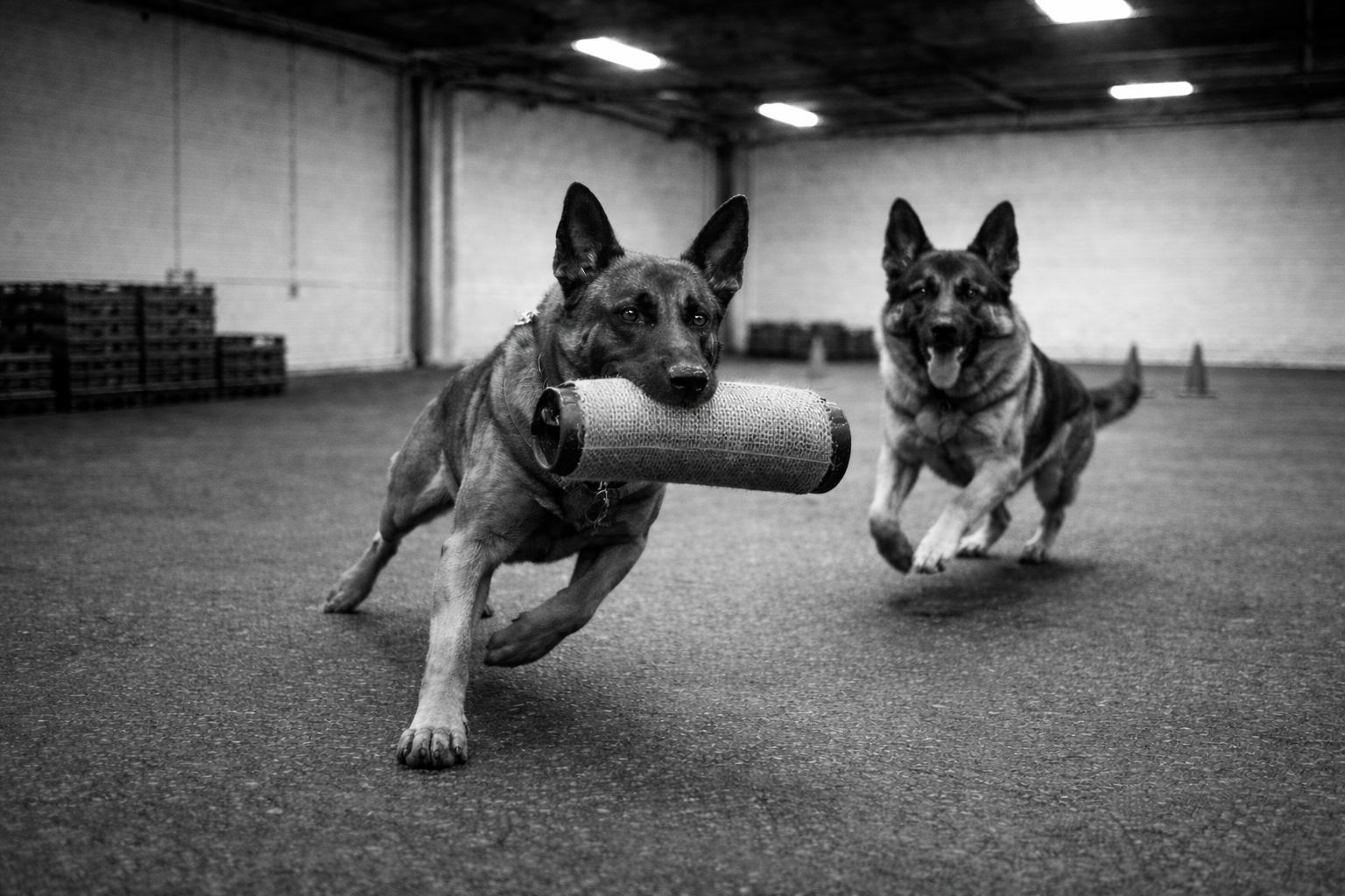 Hundetraining mit Spiel und Motivation im Hundesport