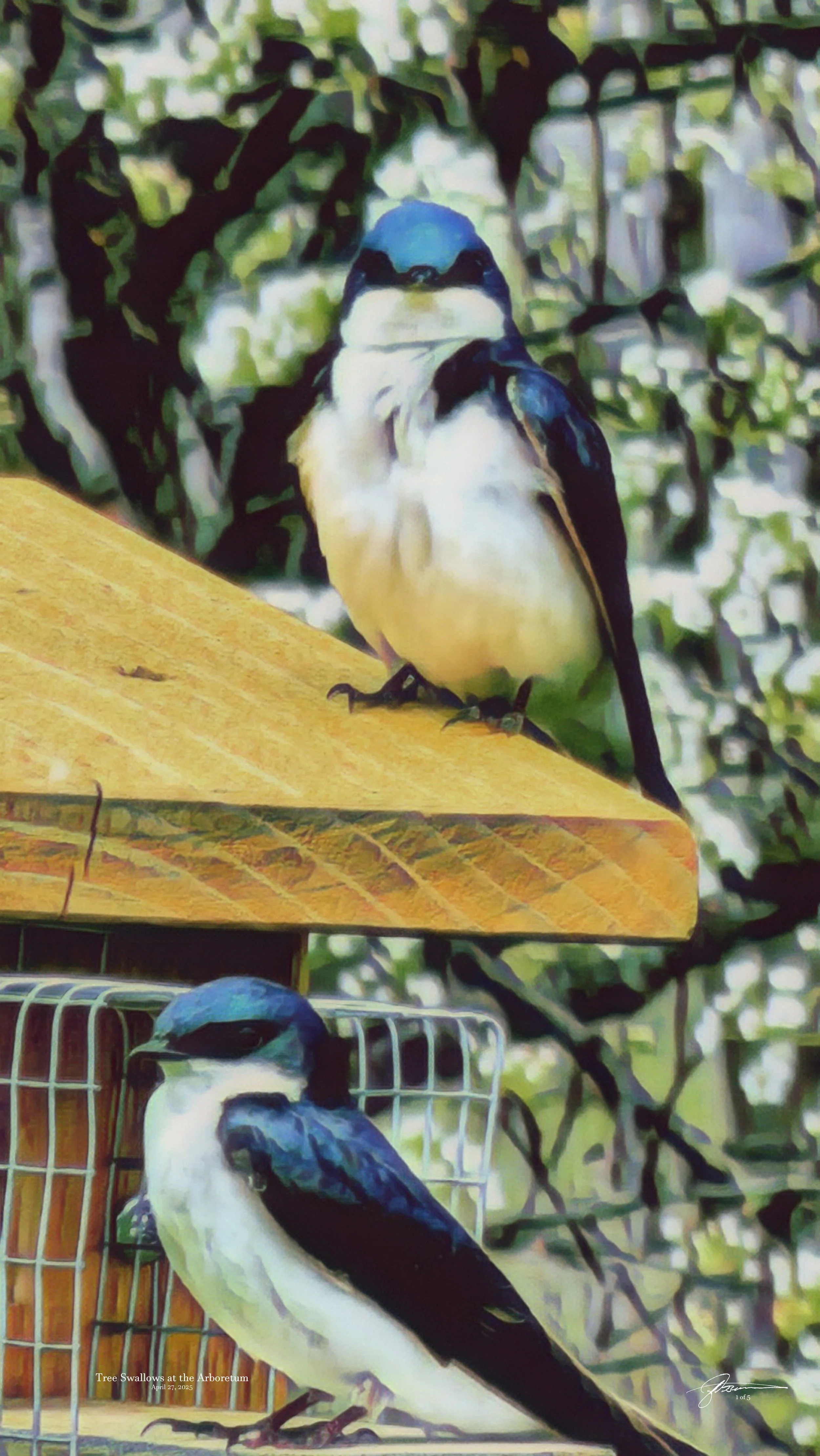 Swallows at the Arboretum.jpg