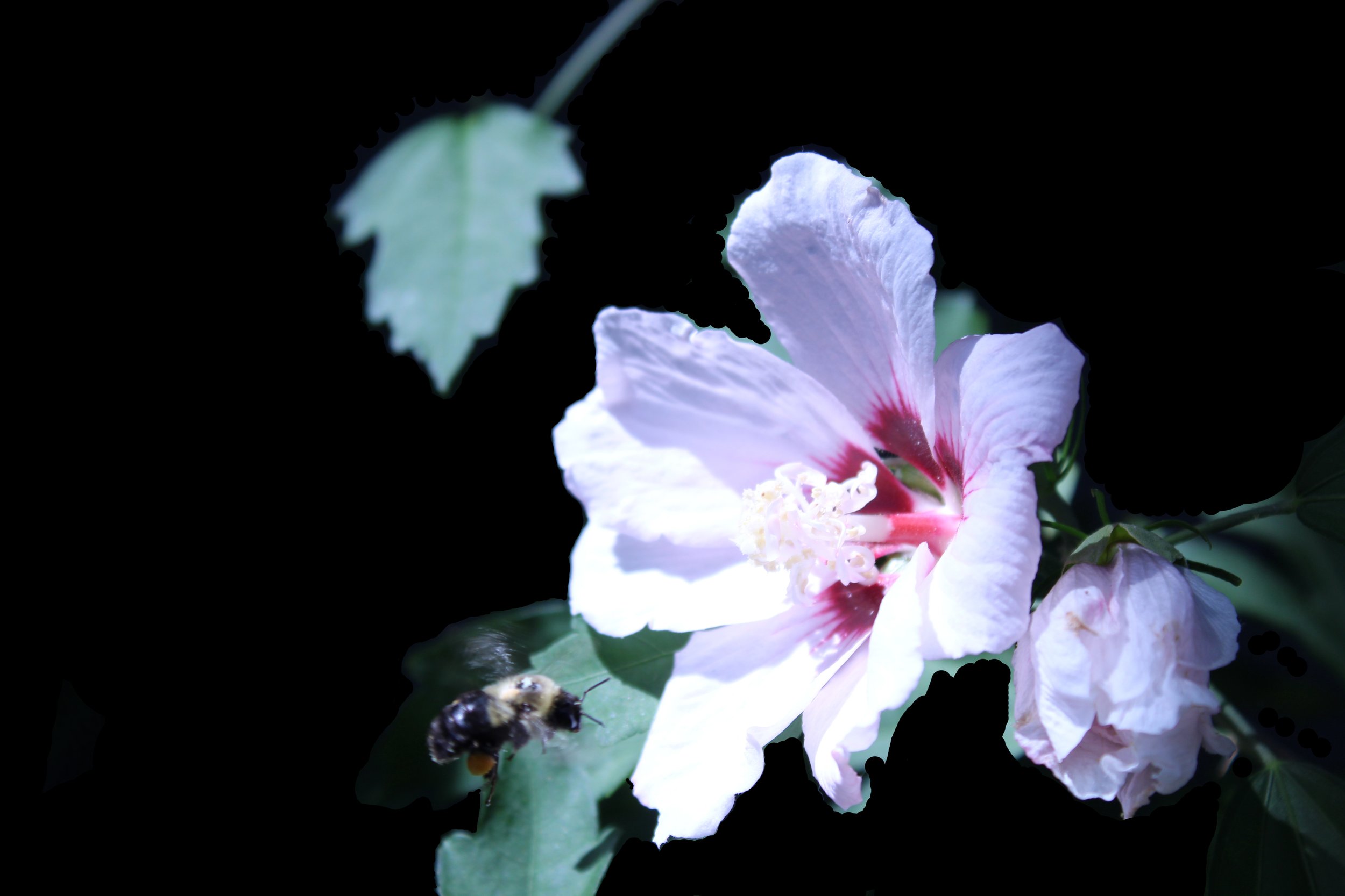 Hibiscus with bee blackout.jpg