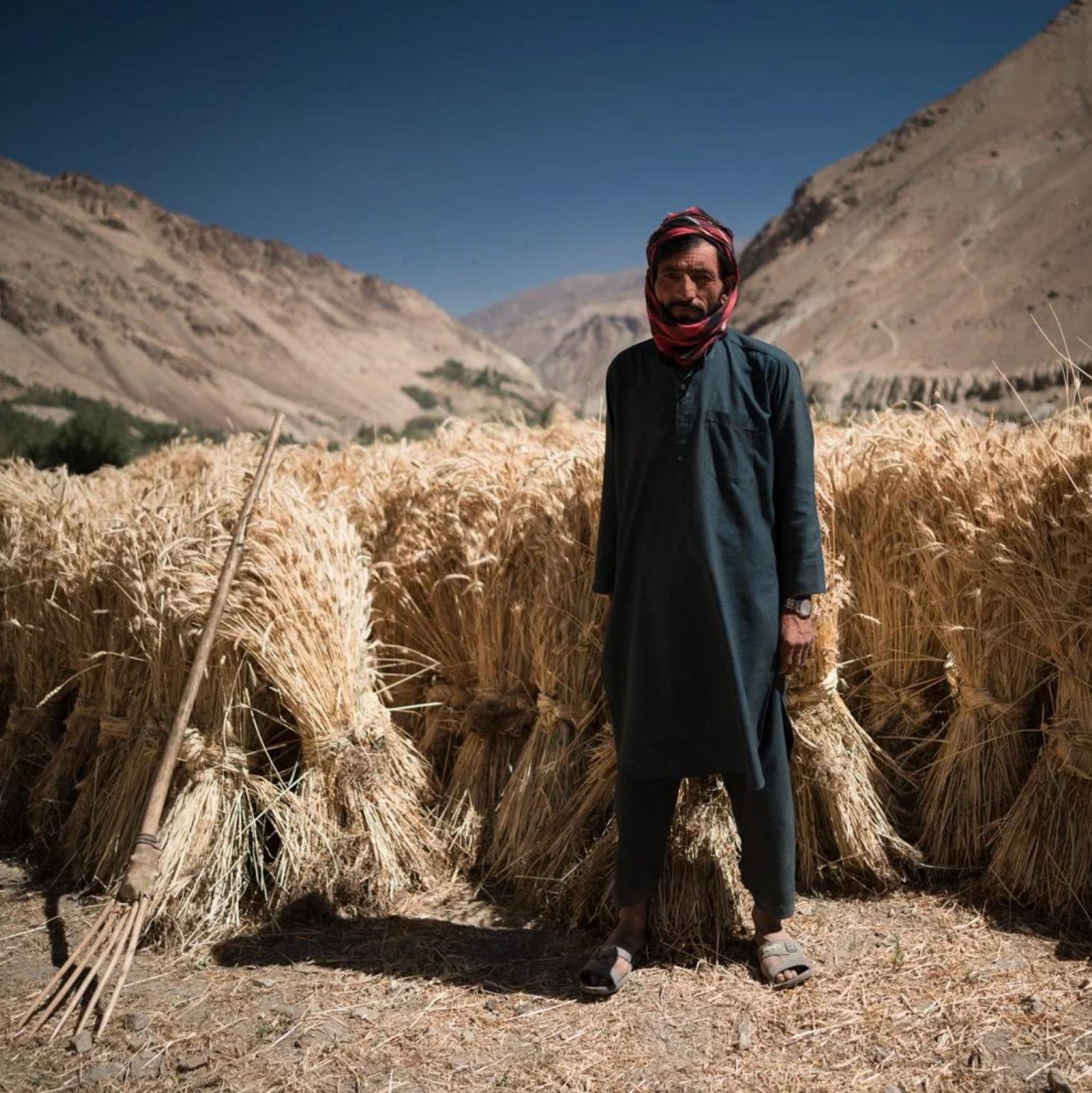 A man standing in a wheat field with mountains in the background, wearing traditional clothing and a head covering.
