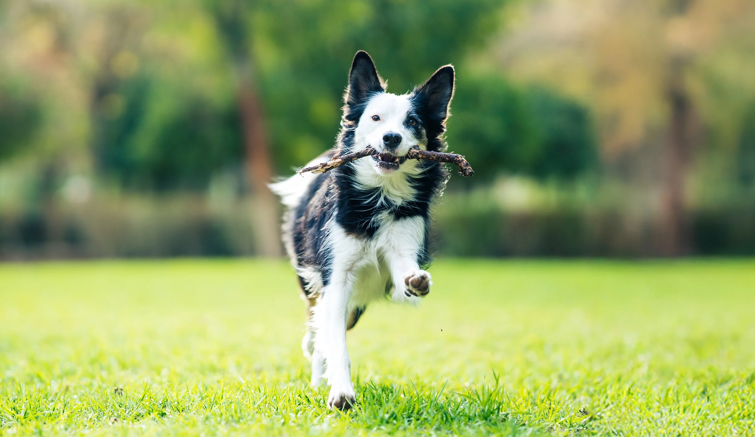 Dog running in a green field.
