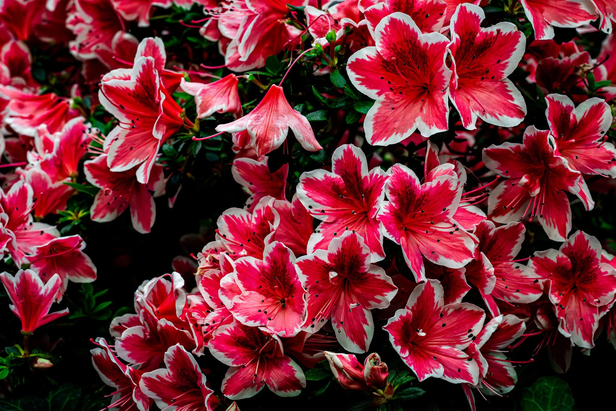 Flowers_Tobias Steffen_Photography-2.jpg