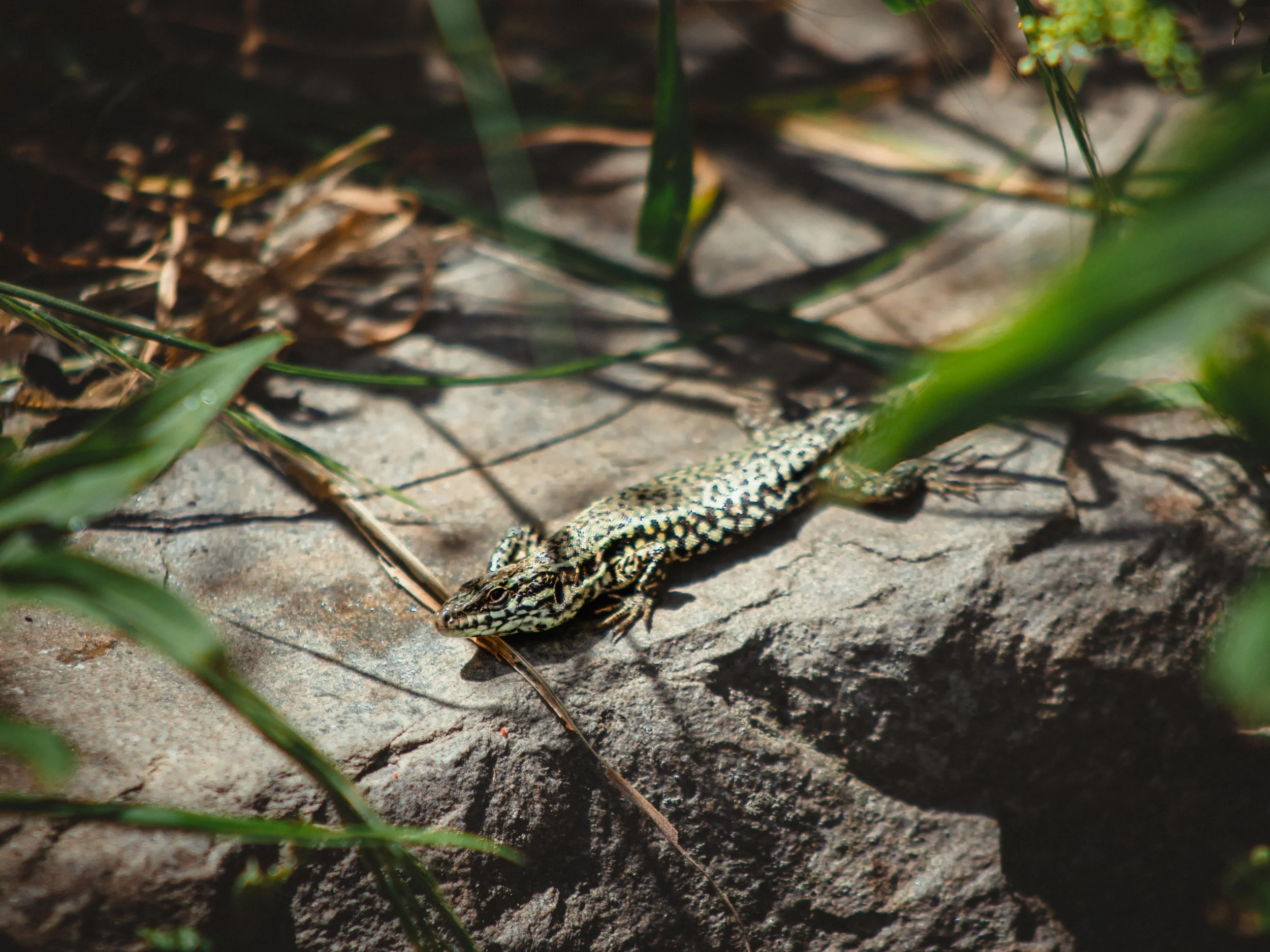 Lizard on Stone_Tobias Steffen_Photography.jpg