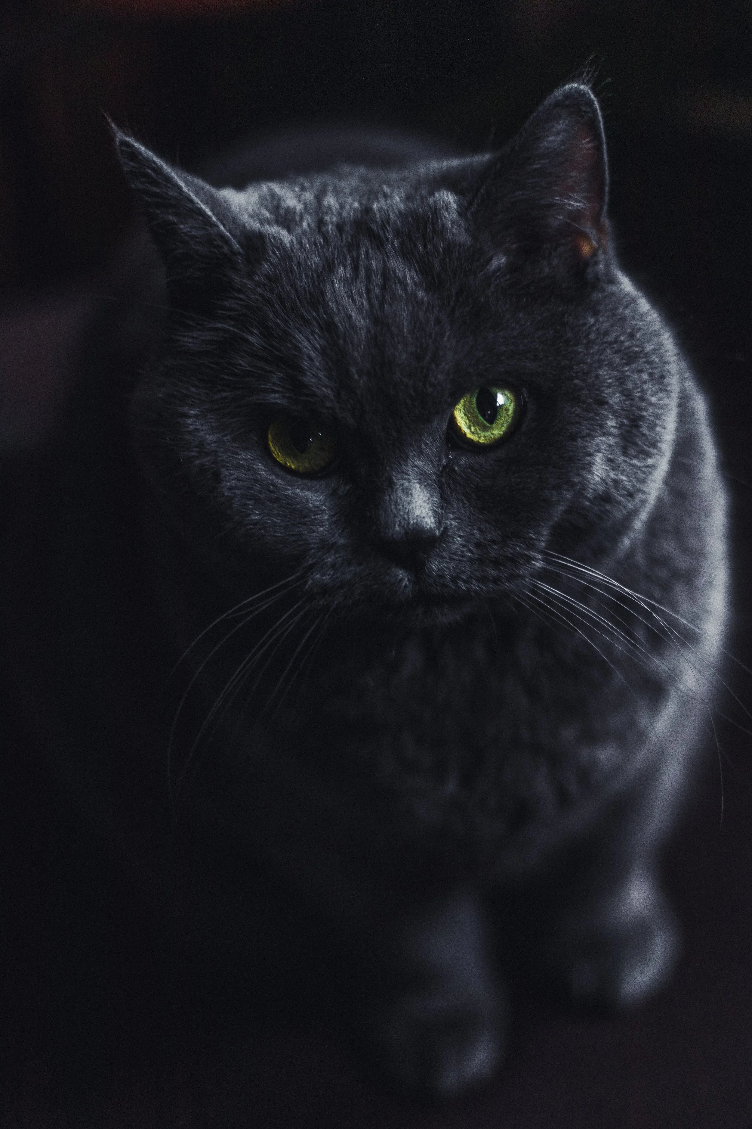 Abigail_Cat_2_Tobias Steffen_Photography.jpg