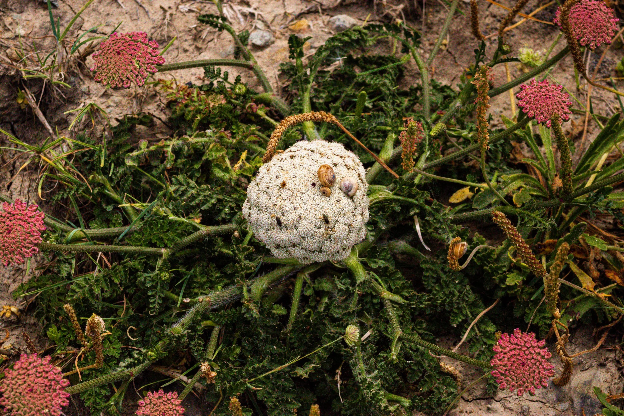 Portugal_Beach Flowers_Tobias Steffen_Photography.jpg