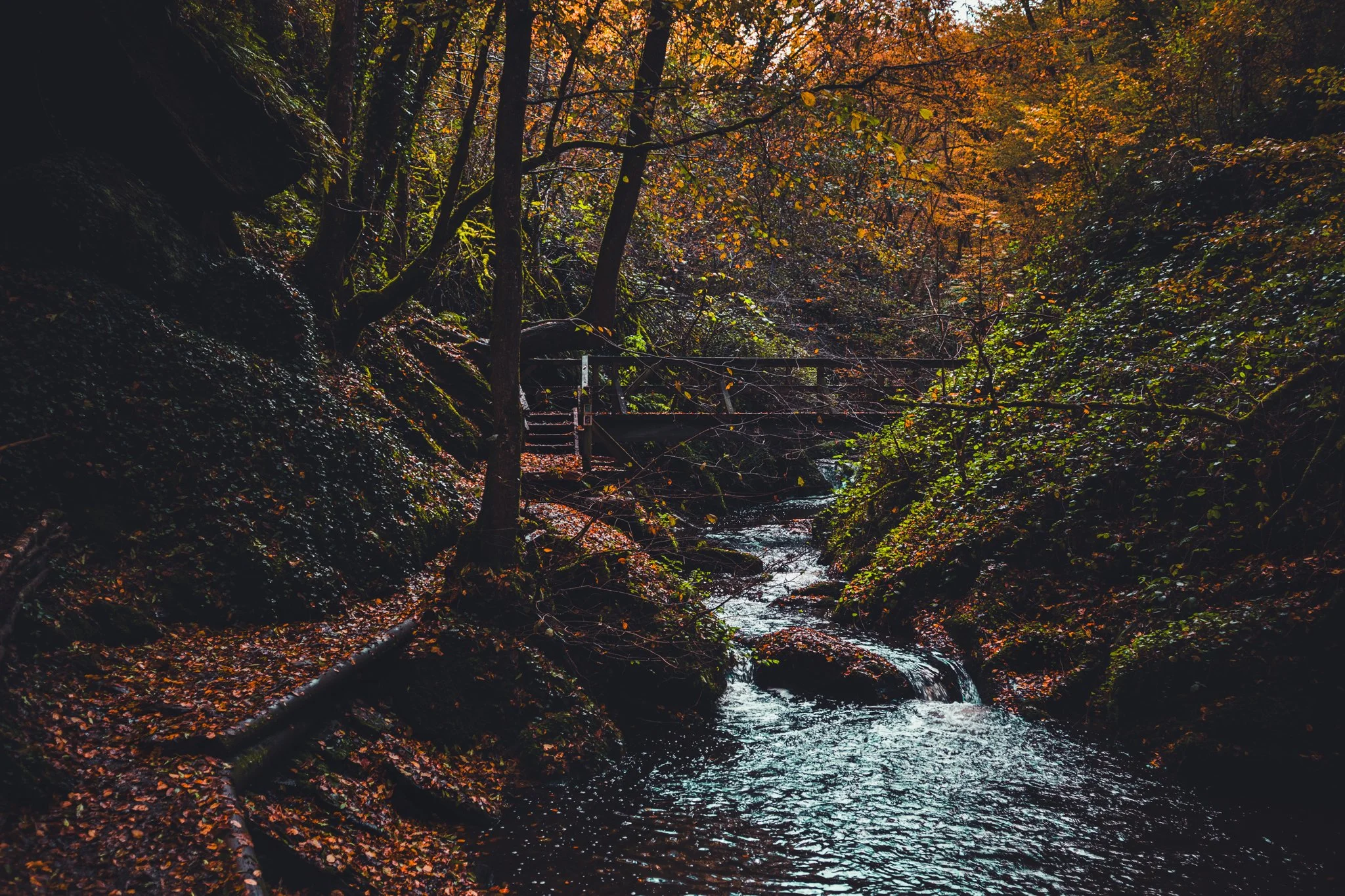 Autumn Bridge in Forest_Tobias Steffen_Photography.jpg