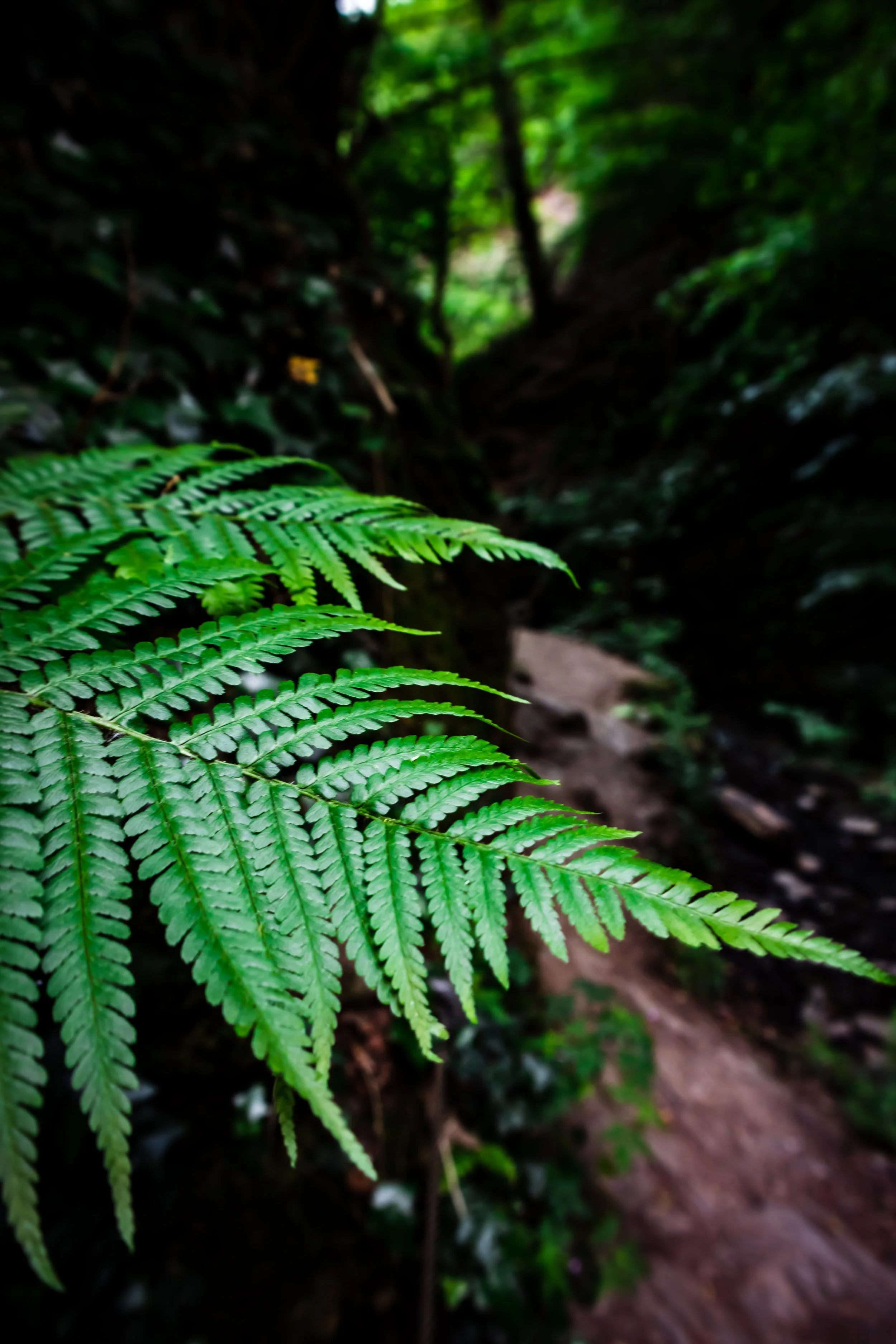 Fern_Tobias Steffen_Photography.jpg