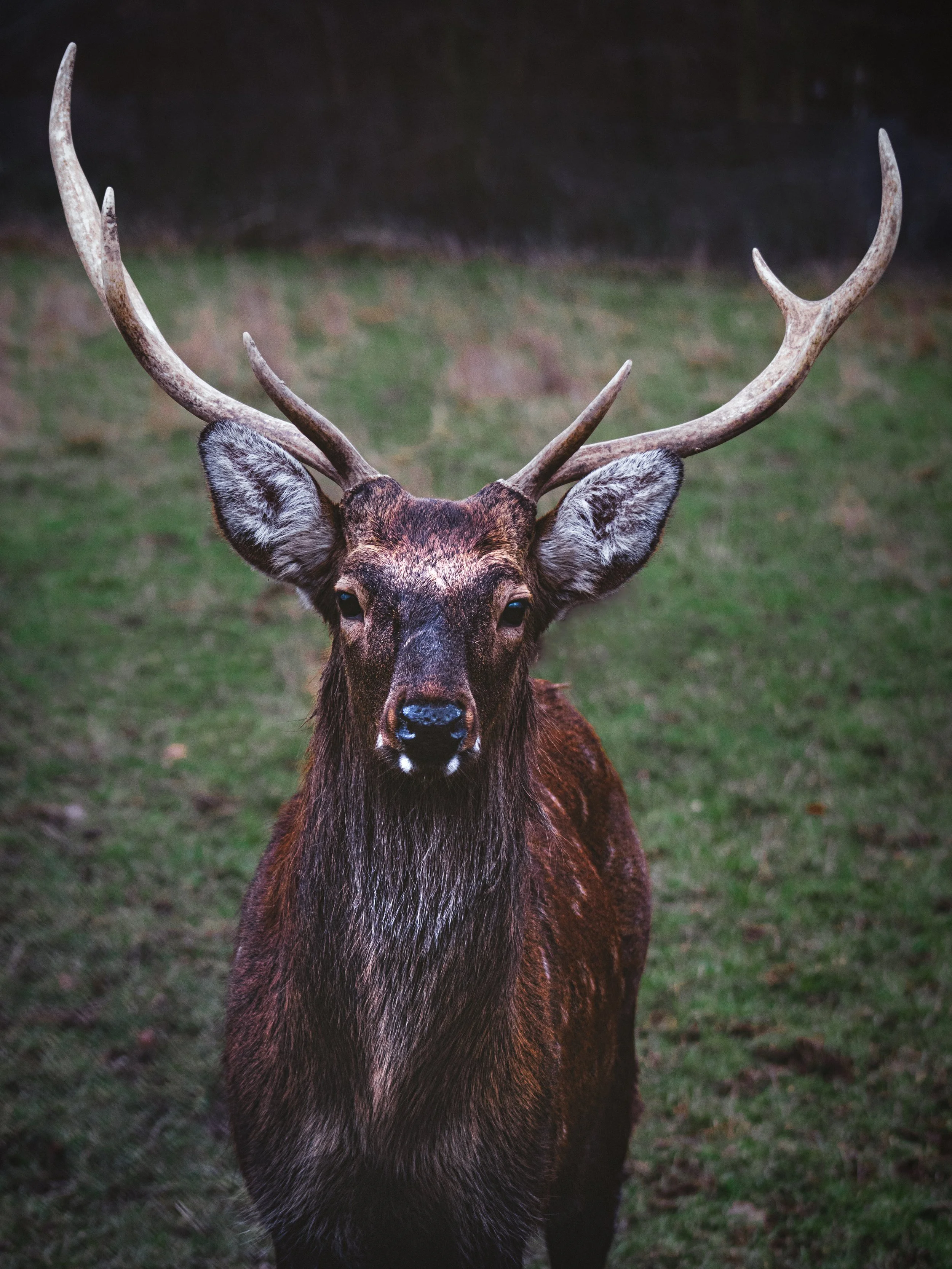 Deer_Front_Tobias Steffen_Photography.jpg