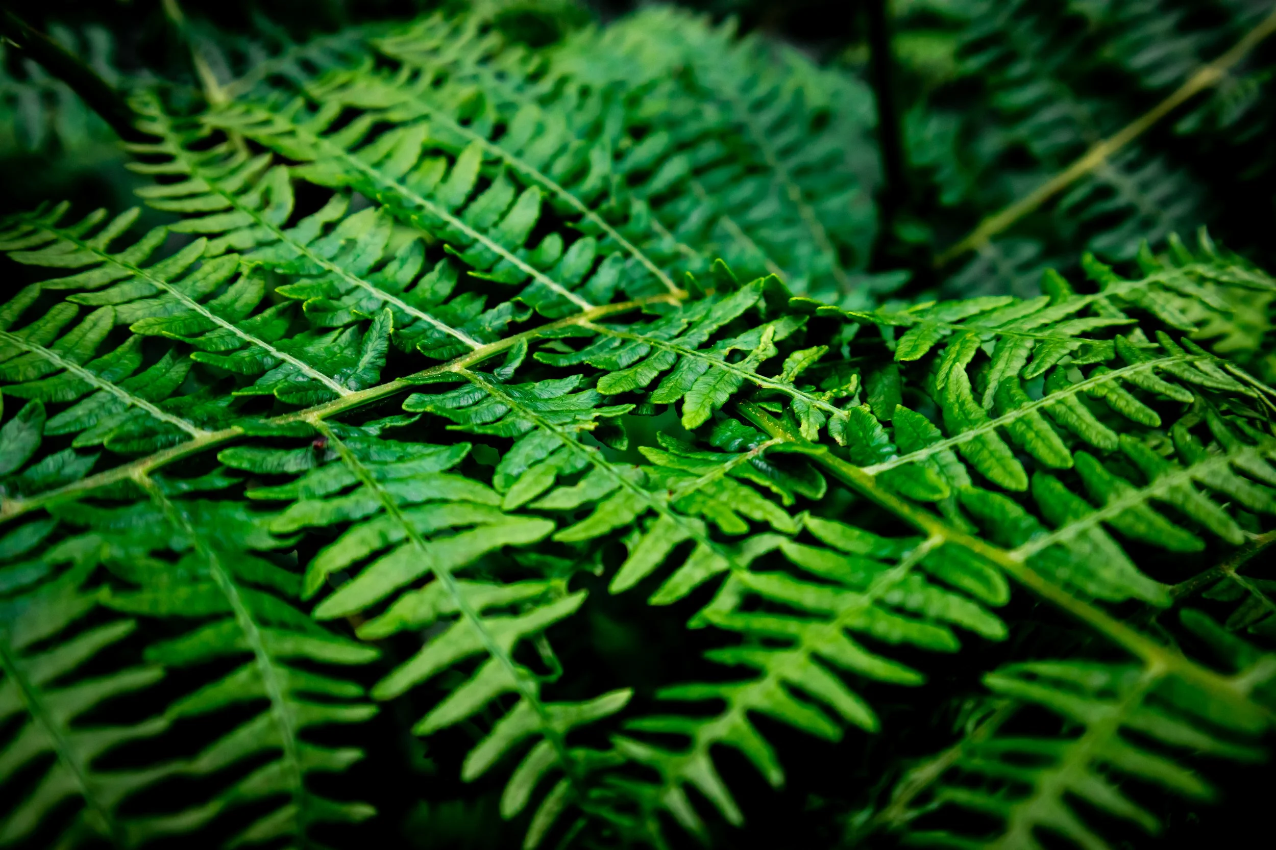 Juicy Fern_Tobias Steffen_Photography.jpg
