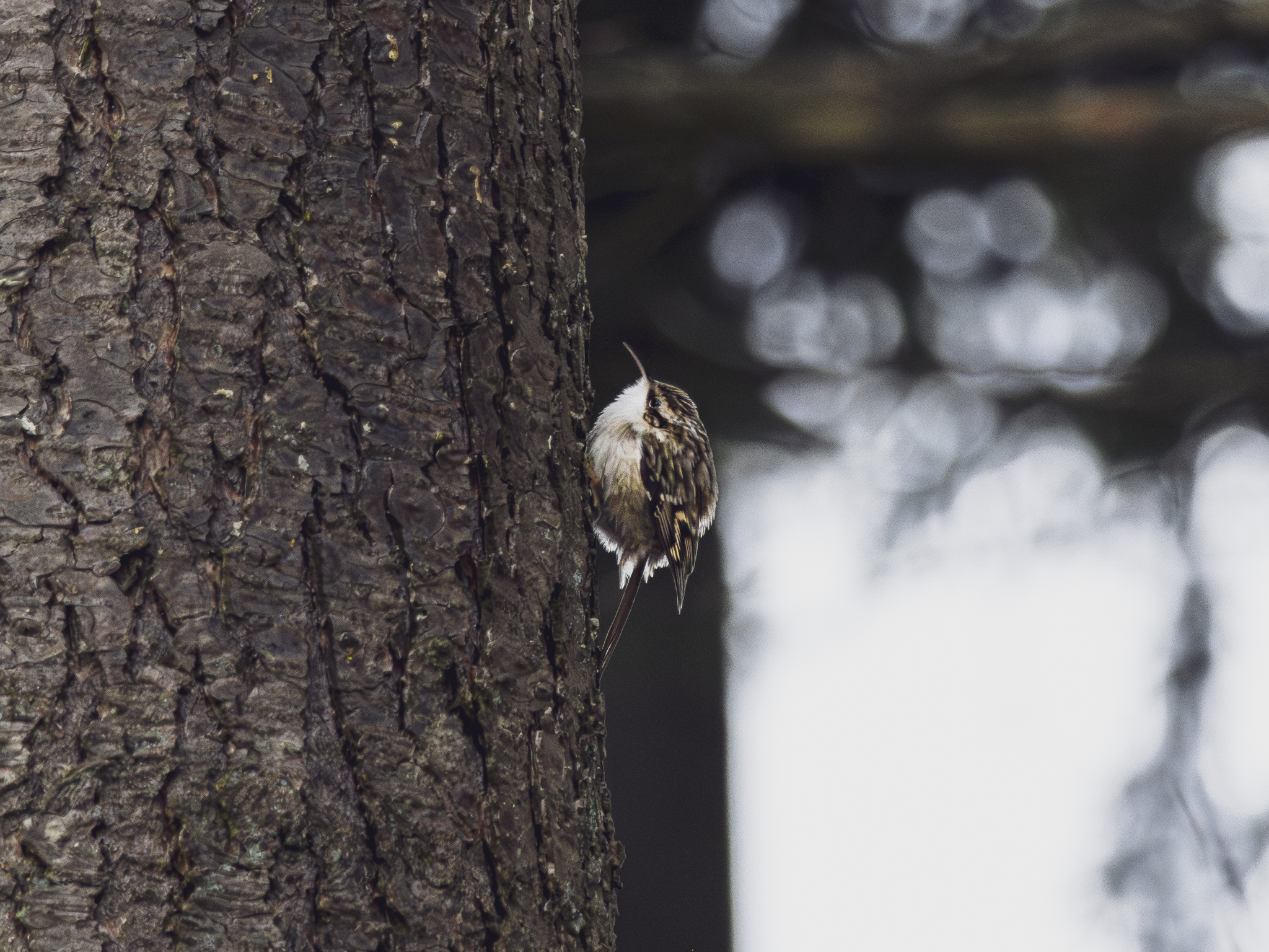 Tree runner_Tobias Steffen_Photography.png