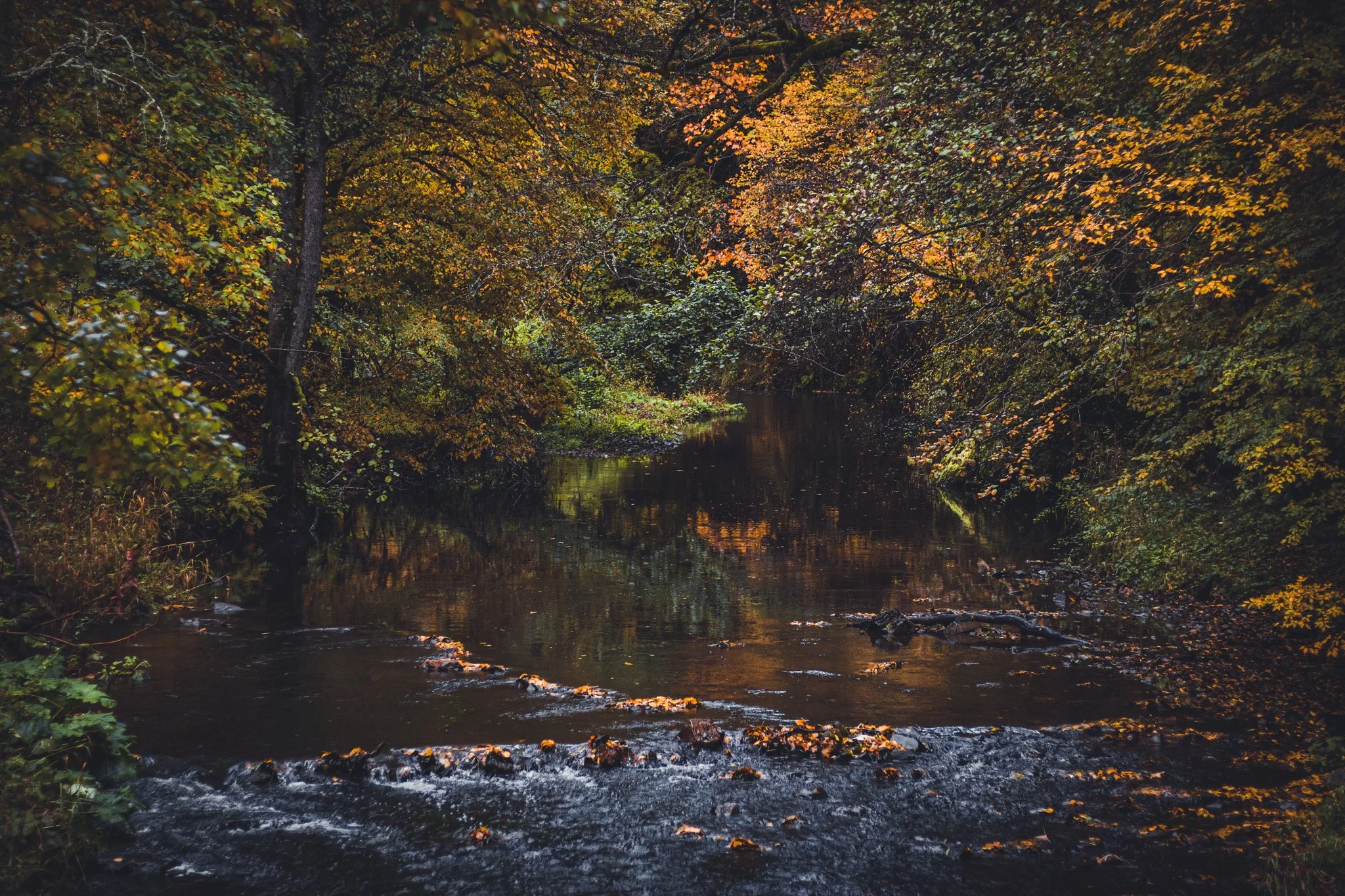 Autumn Forests_Tobias Steffen_Photography.jpg