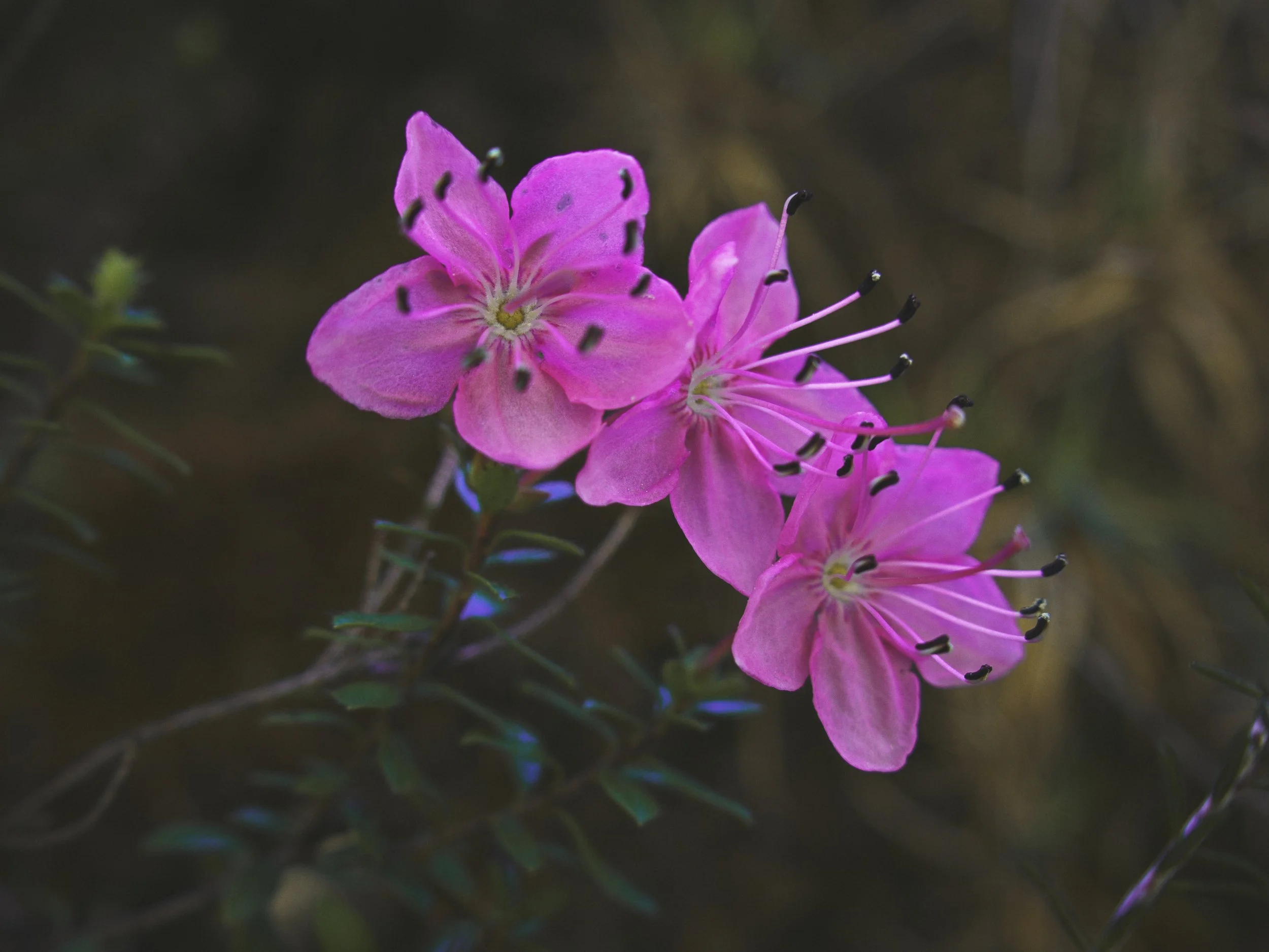 Zwerg-Alpenrose in der Almbachklamm bei Berchtesgaden.