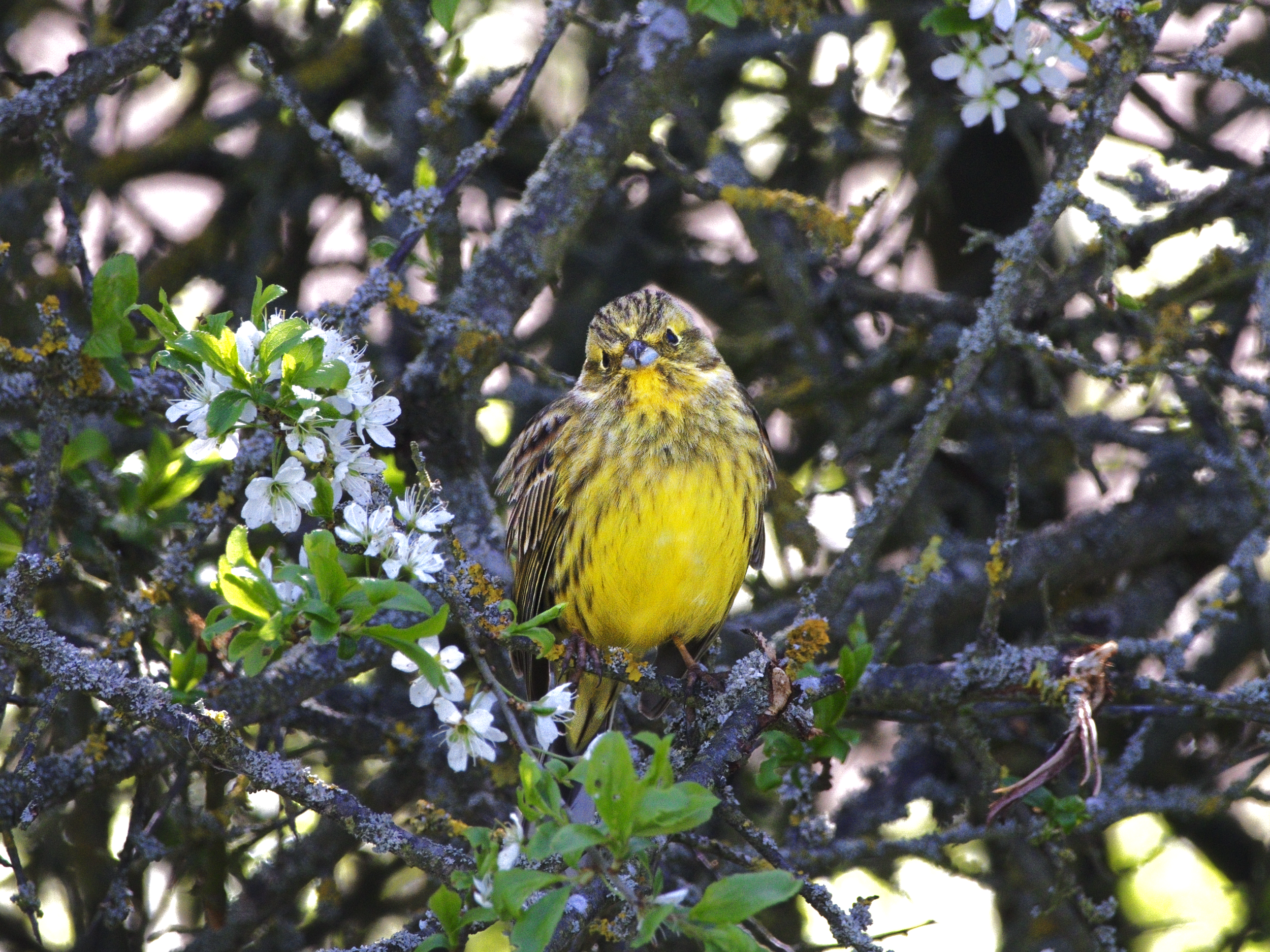 Knallgelber Grünfink auf einem Ast im Frühjahr. Blüten umranden den Vogel, der direkt in die Kamera schaut.
