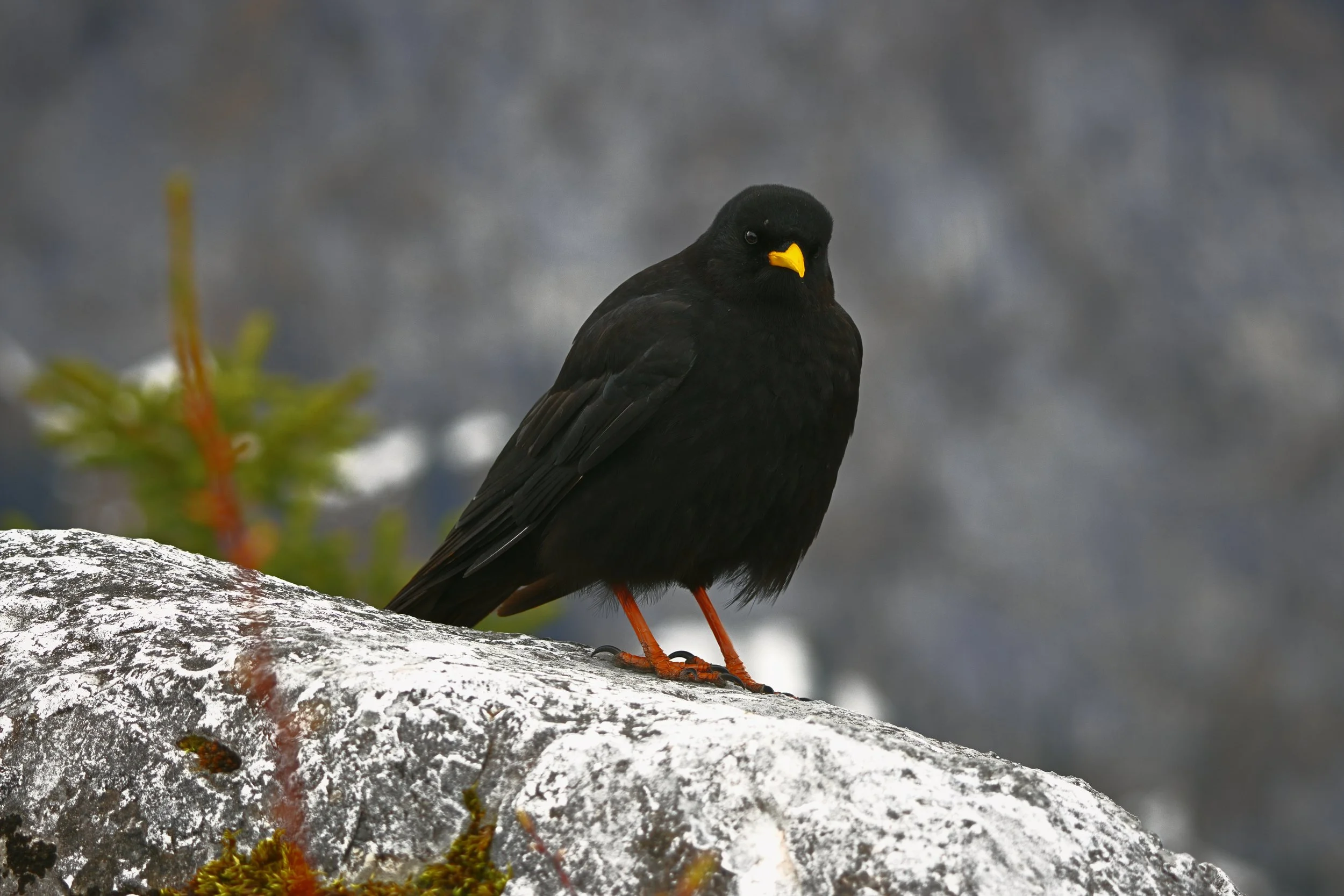 Alpendohle auf einem Fels auf dem Jennergipfel.