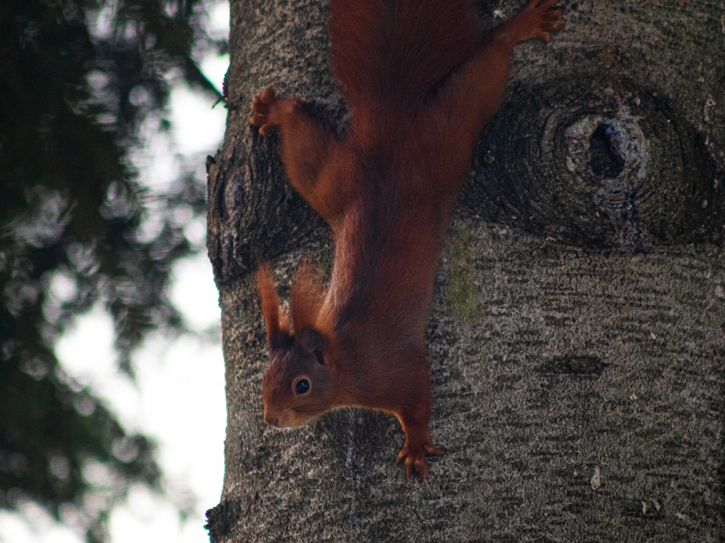 Squirrel on tree_Tobias Steffen_Photography.jpg