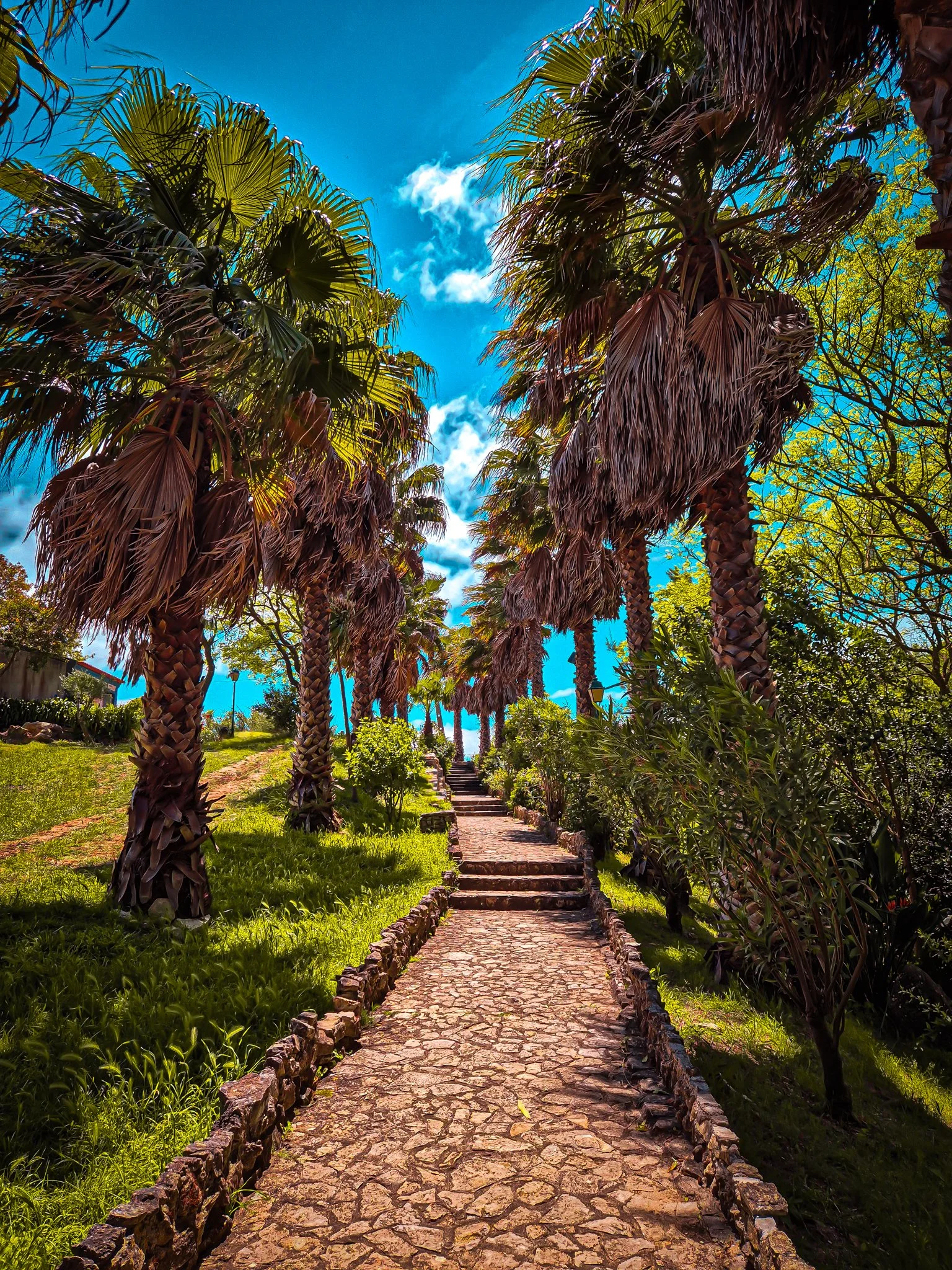 Portugal_Palms_Tobias Steffen_Photography.jpg