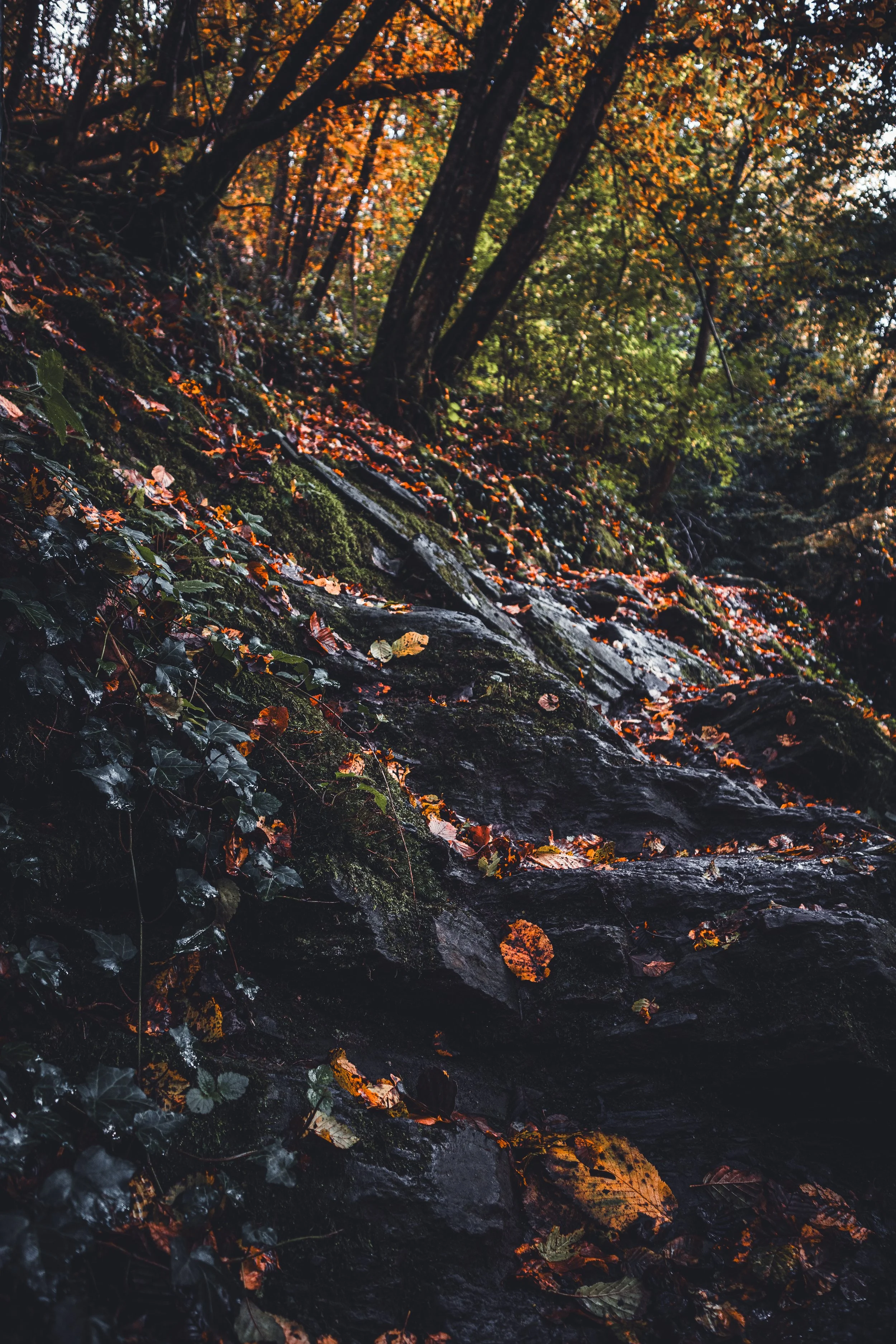 Autumn Trails_Tobias Steffen_Photography.jpg