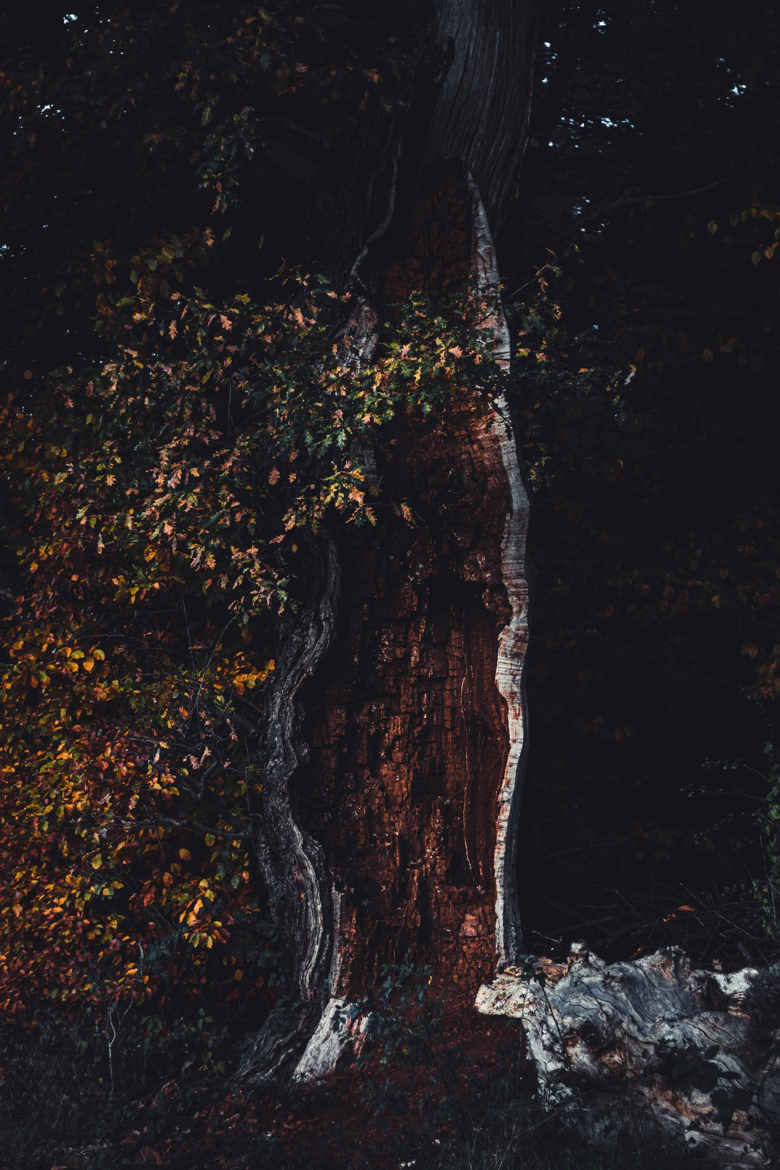 Lightning struck Tree_Tobias Steffen_Photography.jpg