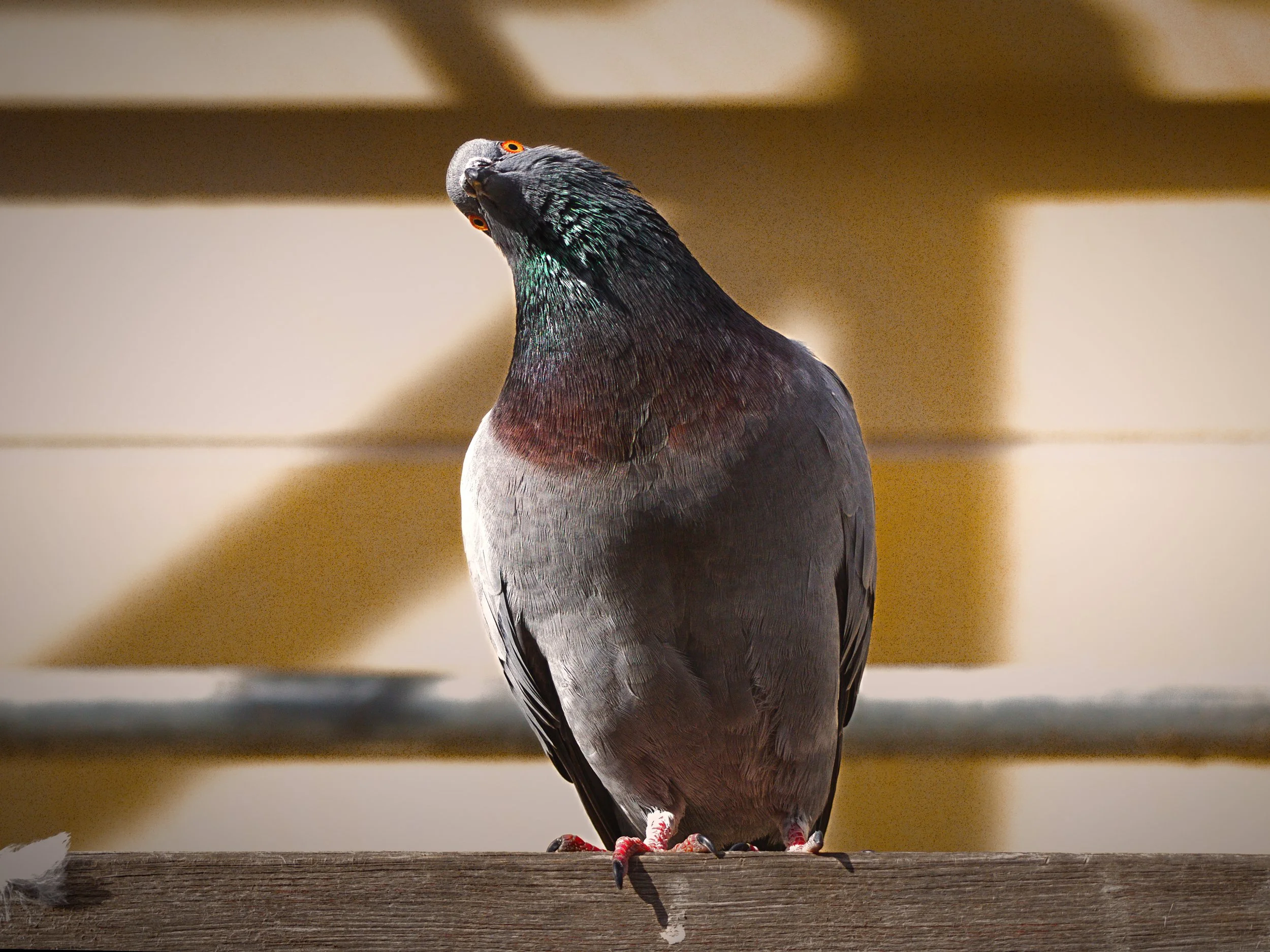 Stadttaube mit schiefem Blick, sitzt auf einem Baugerüst am Koblenzer Hauptbahnhof.
