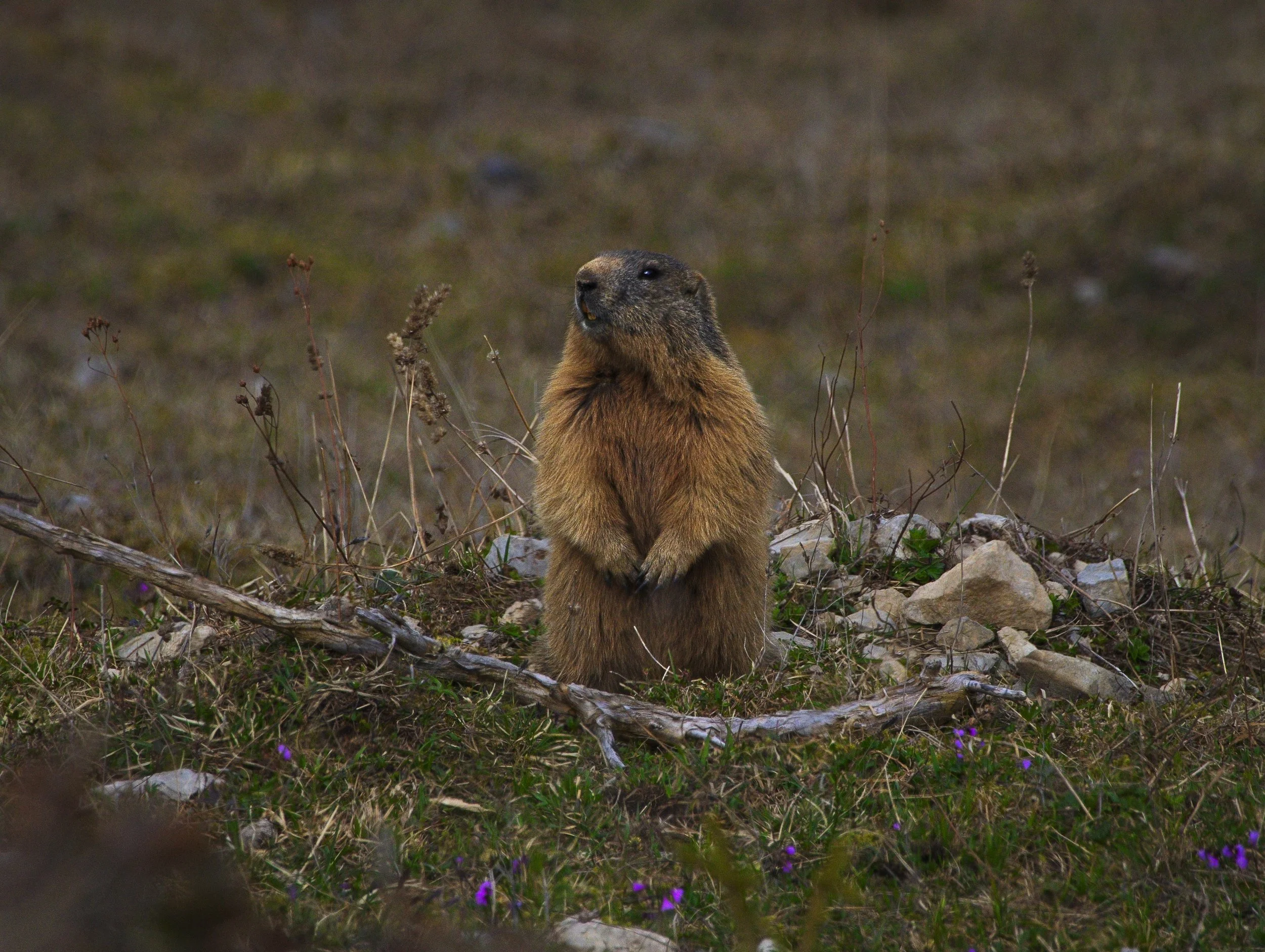 Murmeltier im Hochgebirge. Es steht in Wachposition auf der Wiese und beobachtet die Umgebung des Baus.