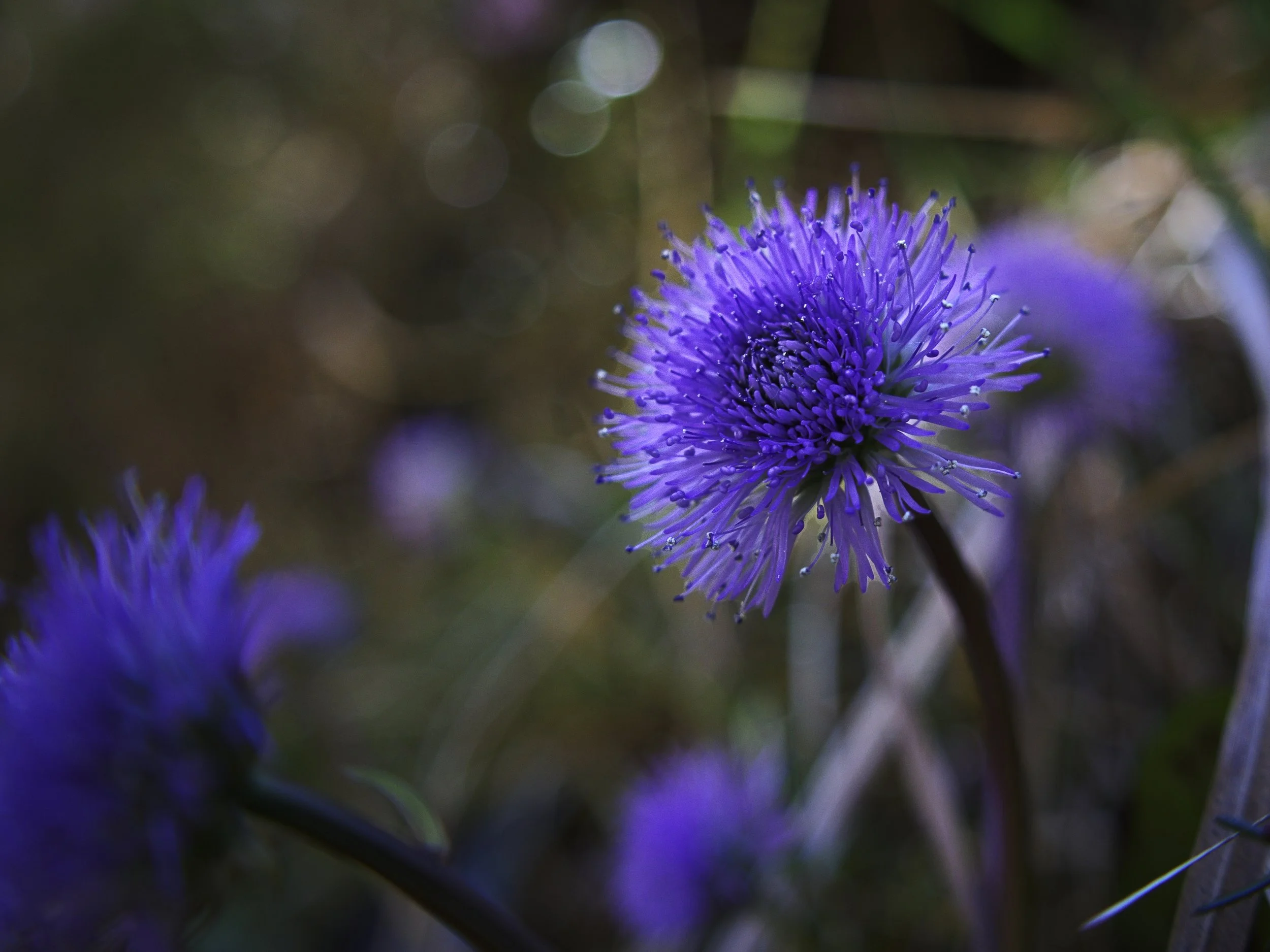 Nacktstängelige Kugelblume in der Almbachklamm bei Berchtesgaden.