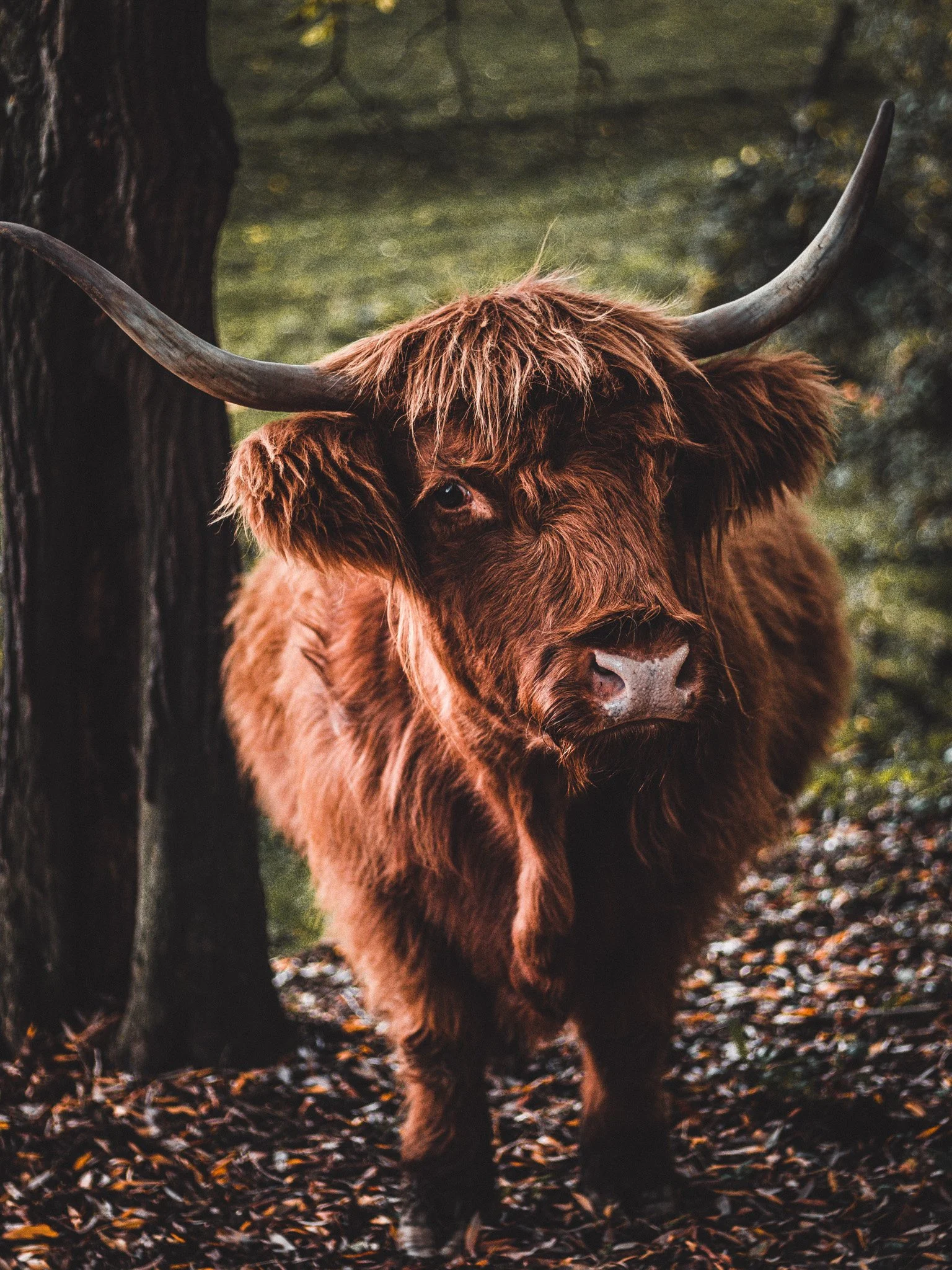 Bull_friendly face_Tobias Steffen_Photography.jpg